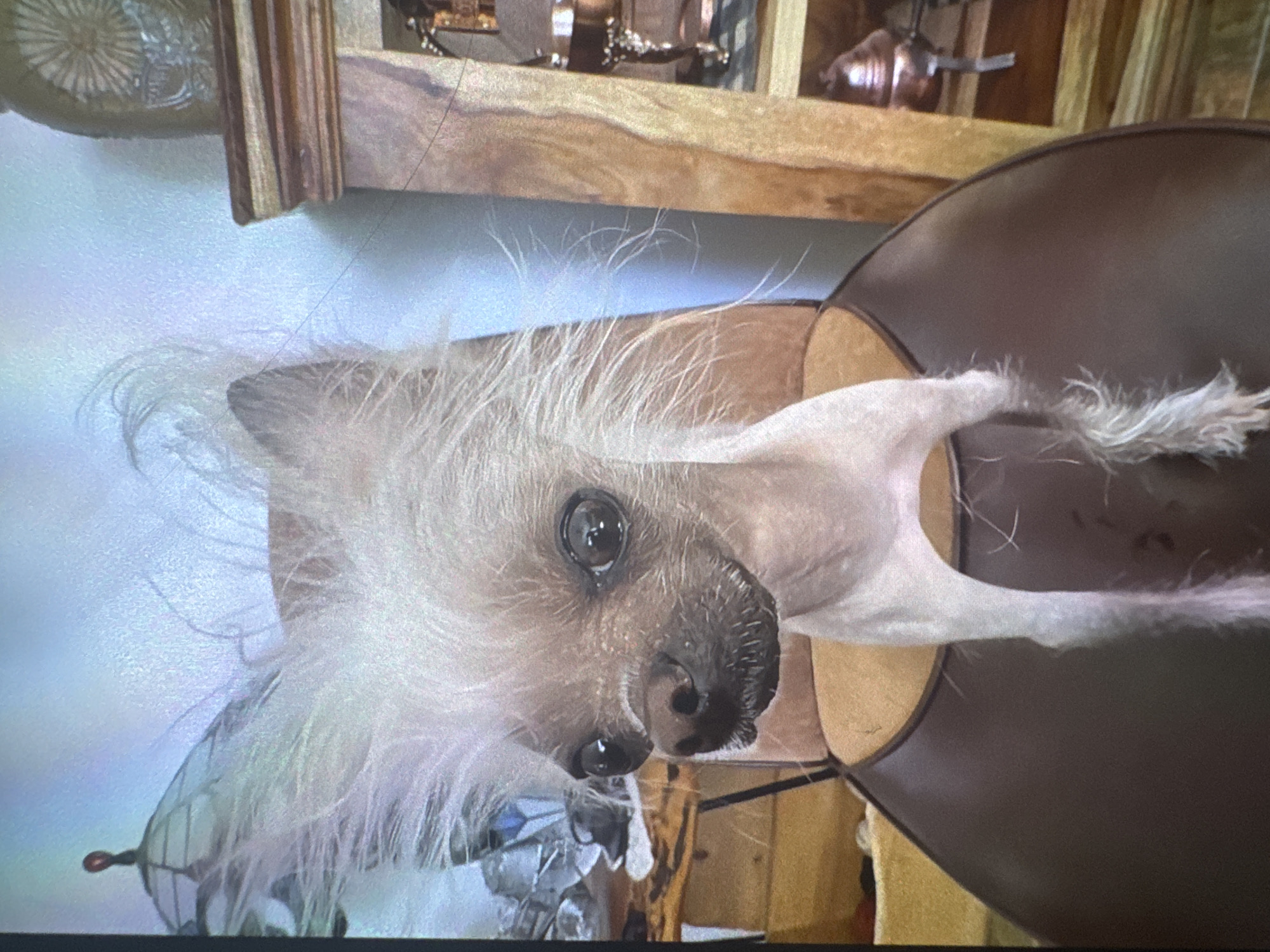 The vertically oriented image prominently features a Chinese Crested dog indoors, looking directly at the viewer. The dog has characteristic pale, hairless skin across its body, contrasted by tufts of long, wispy white hair on its head, ears, and extremities. Its large, dark, expressive eyes and dark nose convey an alert and curious demeanor.
The dog appears to be resting on a dark brown, possibly leather or fabric, curved surface, likely part of a chair or sofa. In the background, there is wooden furniture or shelving with decorative items, including what resembles a circular, fan-like ornament and other metallic, possibly bronze-colored objects. The wall behind is a light, muted color, suggesting an indoor, home-like setting. The lighting is soft and ambient, typical of an indoor daytime scene. No specific activity is depicted other than the dog's focused gaze. There is no visible text in the image. The location context is Welshpool, United Kingdom.