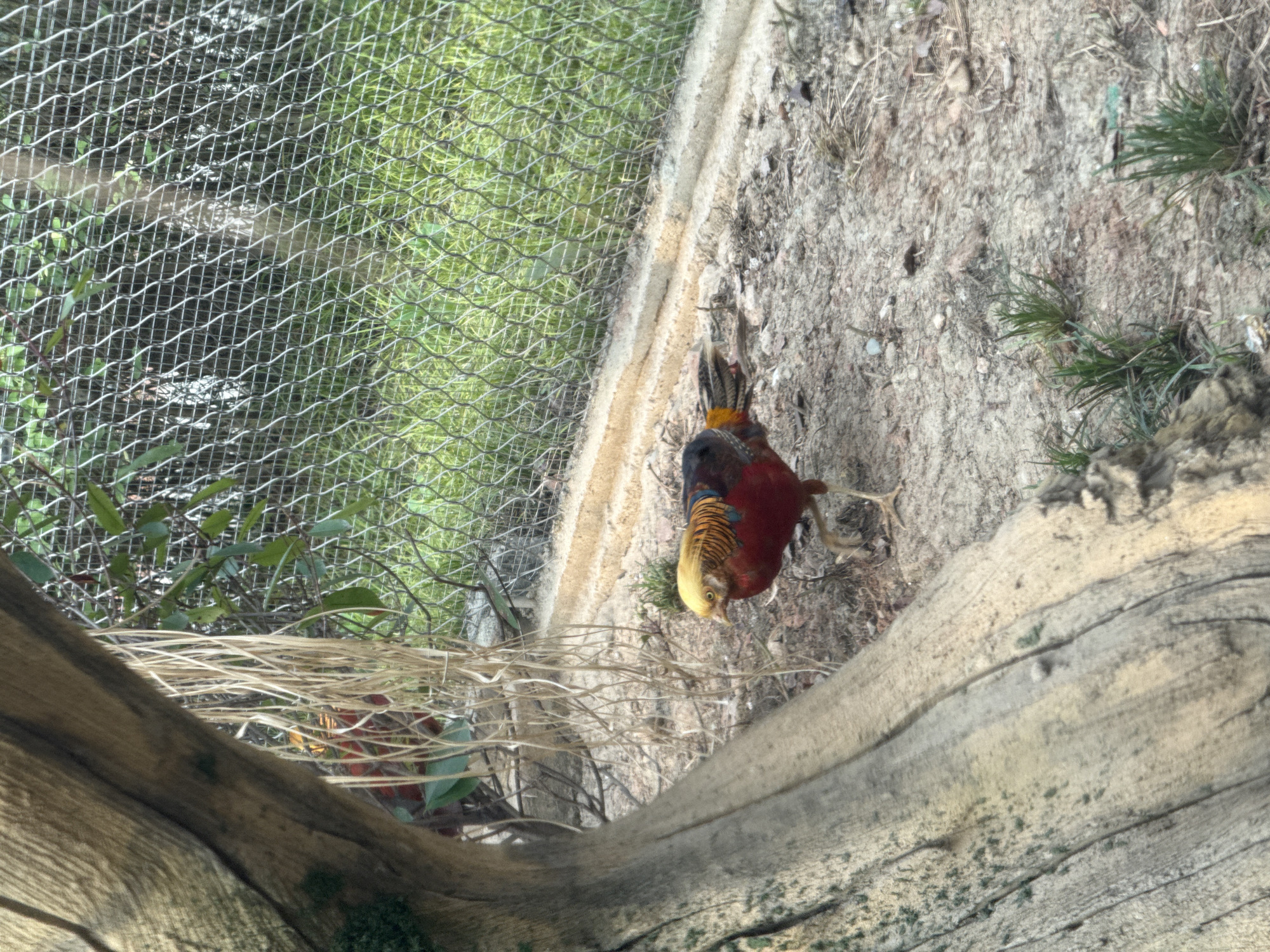 The image shows a golden pheasant in an enclosure, presumably a zoo or bird park. The pheasant has vibrant red, gold, and black plumage. It stands on a dirt ground near a concrete barrier, adjacent to a wire mesh fence. A large, aged log partially obscures the foreground. The location is Chenghua District, China.
