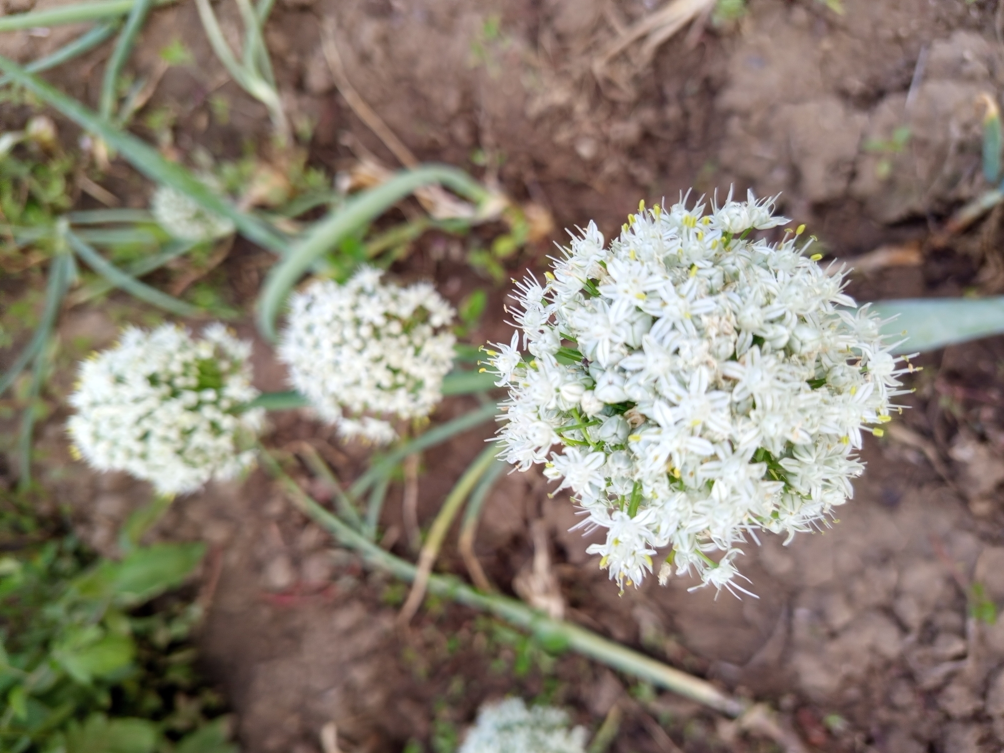 The image shows a close-up, overhead view of several blooming onion plants in a garden setting. The main subject is a cluster of small, white flowers with yellow stamens, forming a spherical shape at the top of a tall, green stem. This prominent flower head is in sharp focus, showcasing the intricate detail of the individual blossoms.
To the left and slightly out of focus, two other similar flower heads are visible, along with parts of their green stems and leaves. The ground beneath the plants is a mix of dark soil, with some patches of dry, cracked earth and scattered green foliage. The overall impression is that of a natural, outdoor environment, likely a field or garden.
The lighting suggests it is daytime, with natural light illuminating the scene. The image does not contain any people or visible text. The location context of Ақсуат ауылдық округі, Kazakhstan, indicates a rural setting in that region. The focus on the flowers suggests a time of year when they are in bloom, possibly late spring or summer. The image captures the delicate beauty of these agricultural plants.