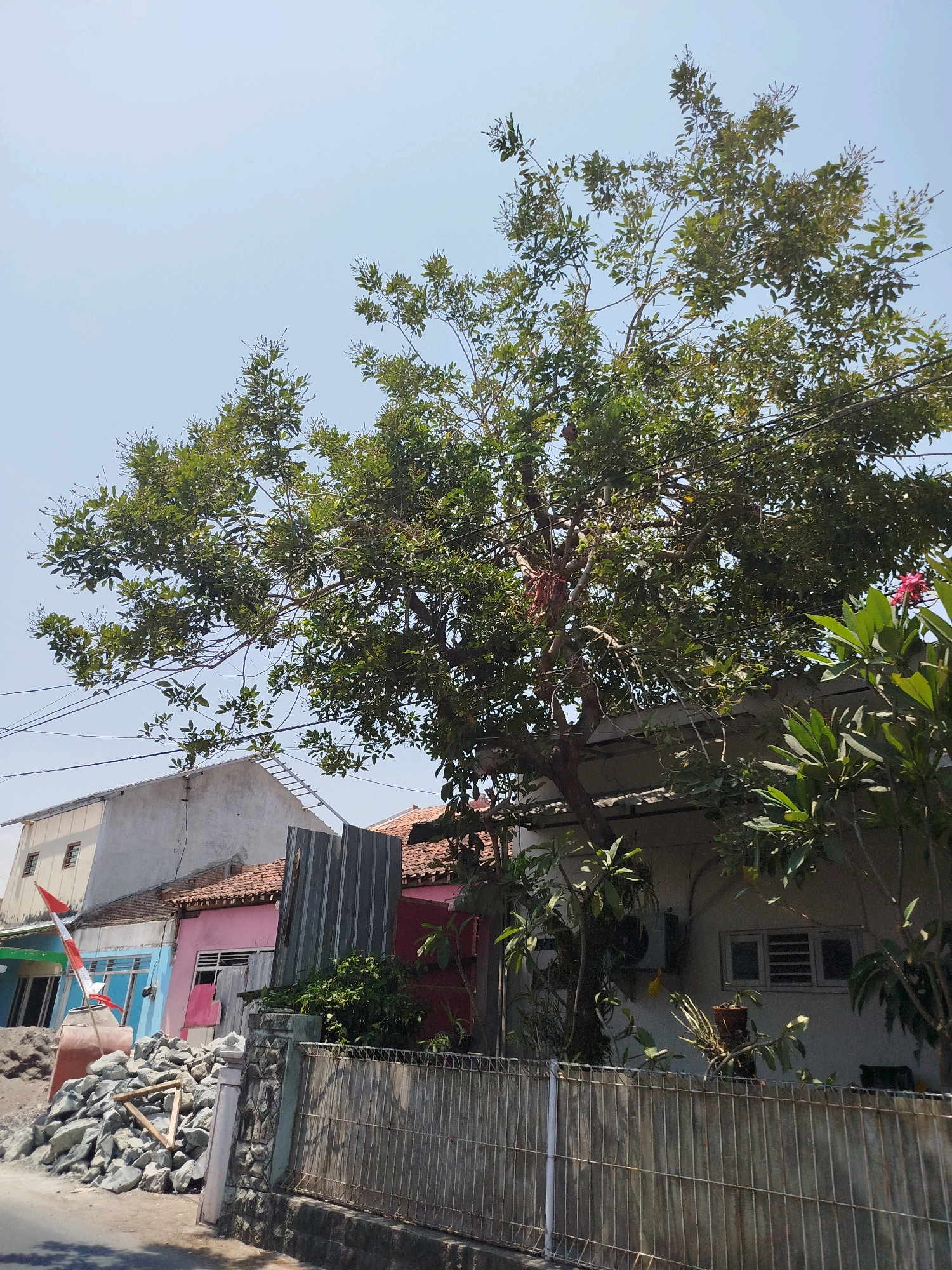 In Tamanwinangun, Indonesia, a street scene is captured under a clear blue sky. A large tree with dense green foliage dominates the center of the frame, its branches reaching across the sky and partially obscuring the view of the houses behind it. The houses are of varying colors and styles; one is painted pink, another has a blue facade, and a third is light grey. A corrugated metal fence runs along the front of the properties, with a stone-faced wall and concrete pillar in the foreground. Piles of construction rubble, including large rocks and wooden framing, are visible on the left side of the street, next to a red, white, and blue flag on a pole. The environment appears to be a residential area undergoing some form of construction or renovation.
