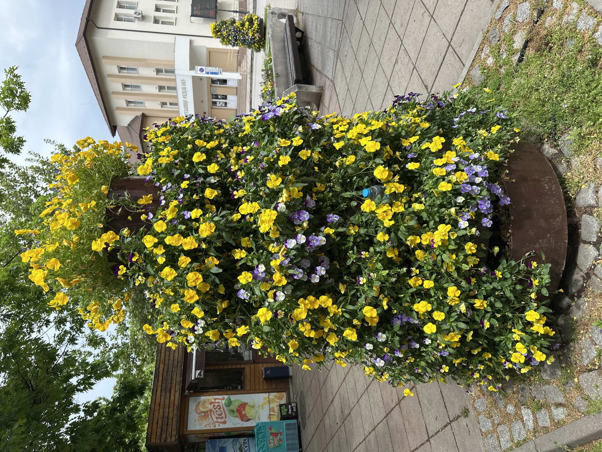 A cylindrical metal planter bursts with yellow and purple pansies on a paved sidewalk in Montana, Bulgaria. The flowers dominate the foreground, obscuring the planter's base. Behind the flowers is a small, wooden kiosk with a "Fresh" juice advertisement. Further back, a light-colored, multi-story building stands across the sidewalk. A bench is visible in front of it. The sky is overcast.