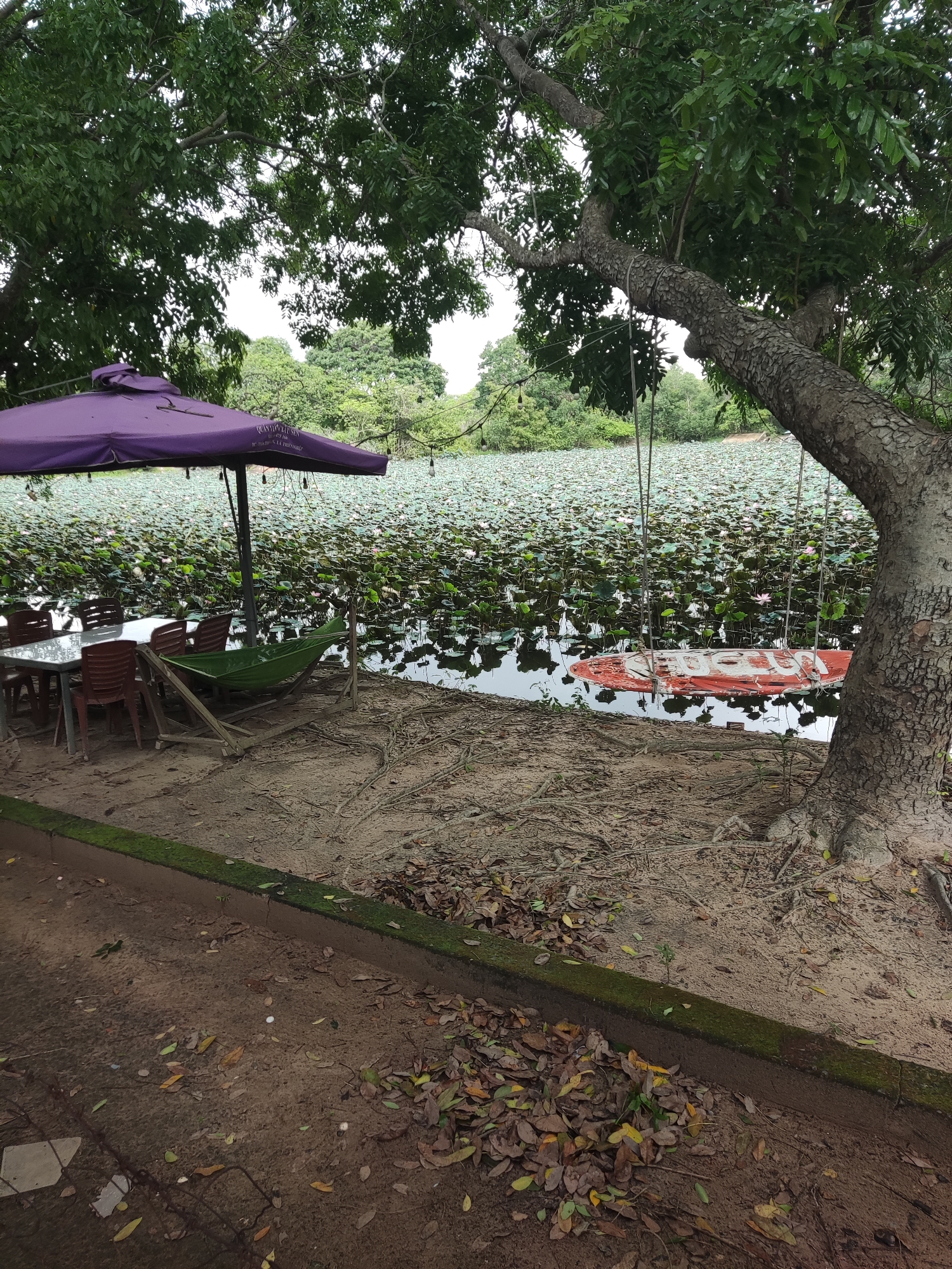 The image displays an outdoor, rustic leisure area situated beside a tranquil body of water heavily covered with green lotus or lily pads, some dotted with small pink and white flowers.
In the foreground, a dirt path with scattered dry leaves is bordered by a low, moss-covered concrete curb. Adjacent to this, a sandy area hosts elements for relaxation. To the left, a large, open purple patio umbrella shades a square glass-top table surrounded by several brown plastic chairs. A green fabric hammock, suspended in a wooden frame, is positioned near the table, facing the water. The umbrella features the white text "QUÁN THƯỜNG SAN" along with some smaller, less distinct text below it, possibly "EST 1989".
On the right side of the sandy area, the thick, textured trunk and spreading roots of a large tree are prominent. An orange, weathered wooden swing, bearing the white text "QUANG TRIEU", hangs from ropes tied to this tree, with its seat partially immersed in the water.
The background shows a dense line of lush green trees and foliage, suggesting a natural and verdant environment. The sky appears overcast, indicating a cloudy day. There are no people visible, but the arrangement of seating, hammock, and swing implies a peaceful spot designed for relaxation and enjoying the natural surroundings.