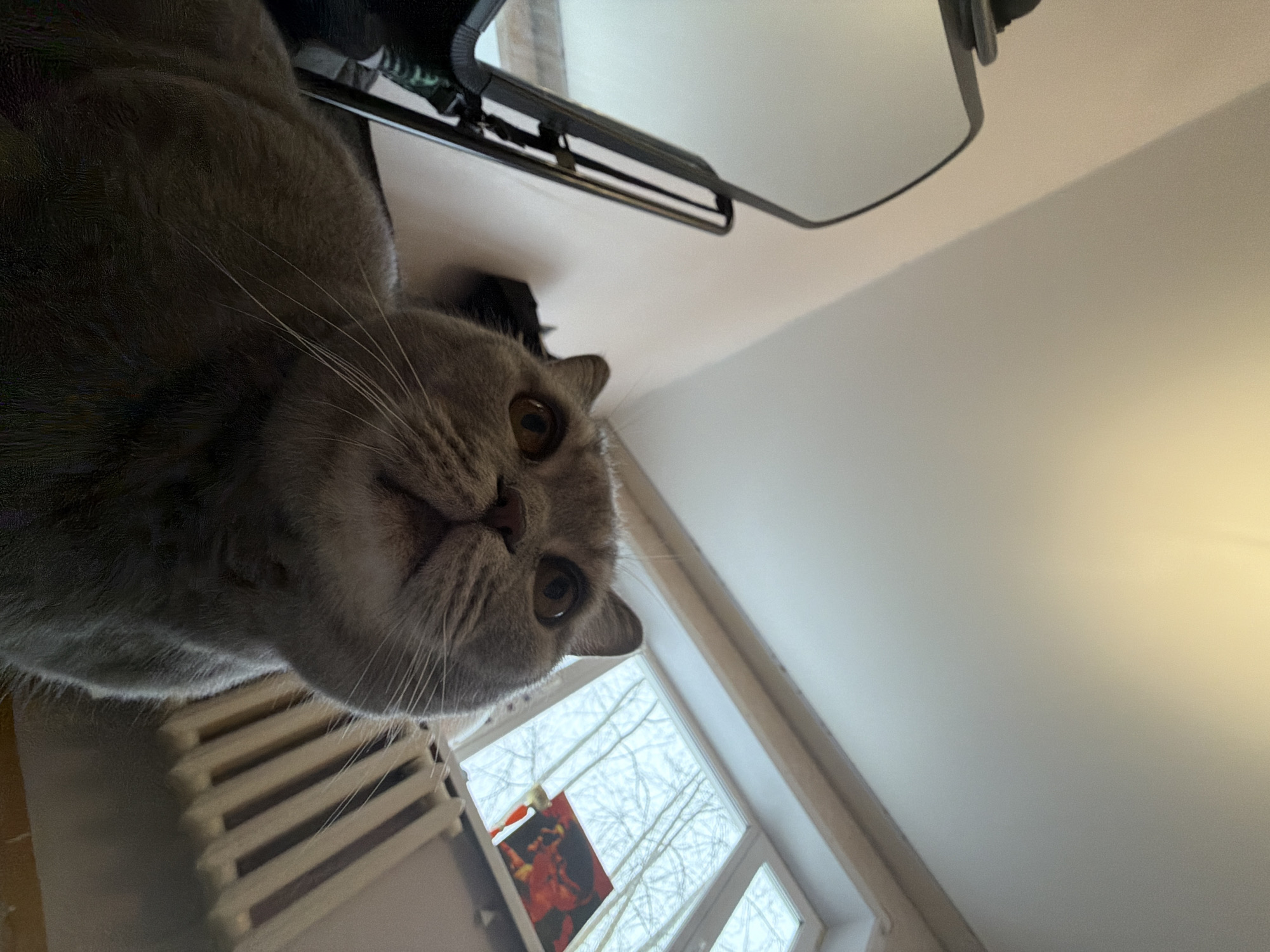 A grey domestic short-haired cat, likely a British Shorthair, is the primary subject of this close-up, low-angle photograph. The cat's face, characterized by its round shape, prominent amber eyes, and long white whiskers, is tilted as it peers directly into the camera with an expression of calm curiosity. Its body is partially visible, indicating it is positioned above the camera's perspective, possibly looking down from a surface.
The setting is an indoor room in Perm, Russia, illuminated by soft natural light. To the lower left of the cat, a cream-colored radiator is visible. A large window occupies the lower right portion of the frame, revealing bare tree branches against a bright, possibly overcast, sky, suggesting an autumn or winter day. A small, framed object with red and orange tones can be partially seen through the window or on its sill. In the upper part of the image, above the cat's head, fragments of a dark metal frame, potentially from a piece of furniture or a mirror, are visible against a light-colored wall or ceiling. The overall lighting is even and diffused, creating a gentle atmosphere. There is no visible text in the image.
