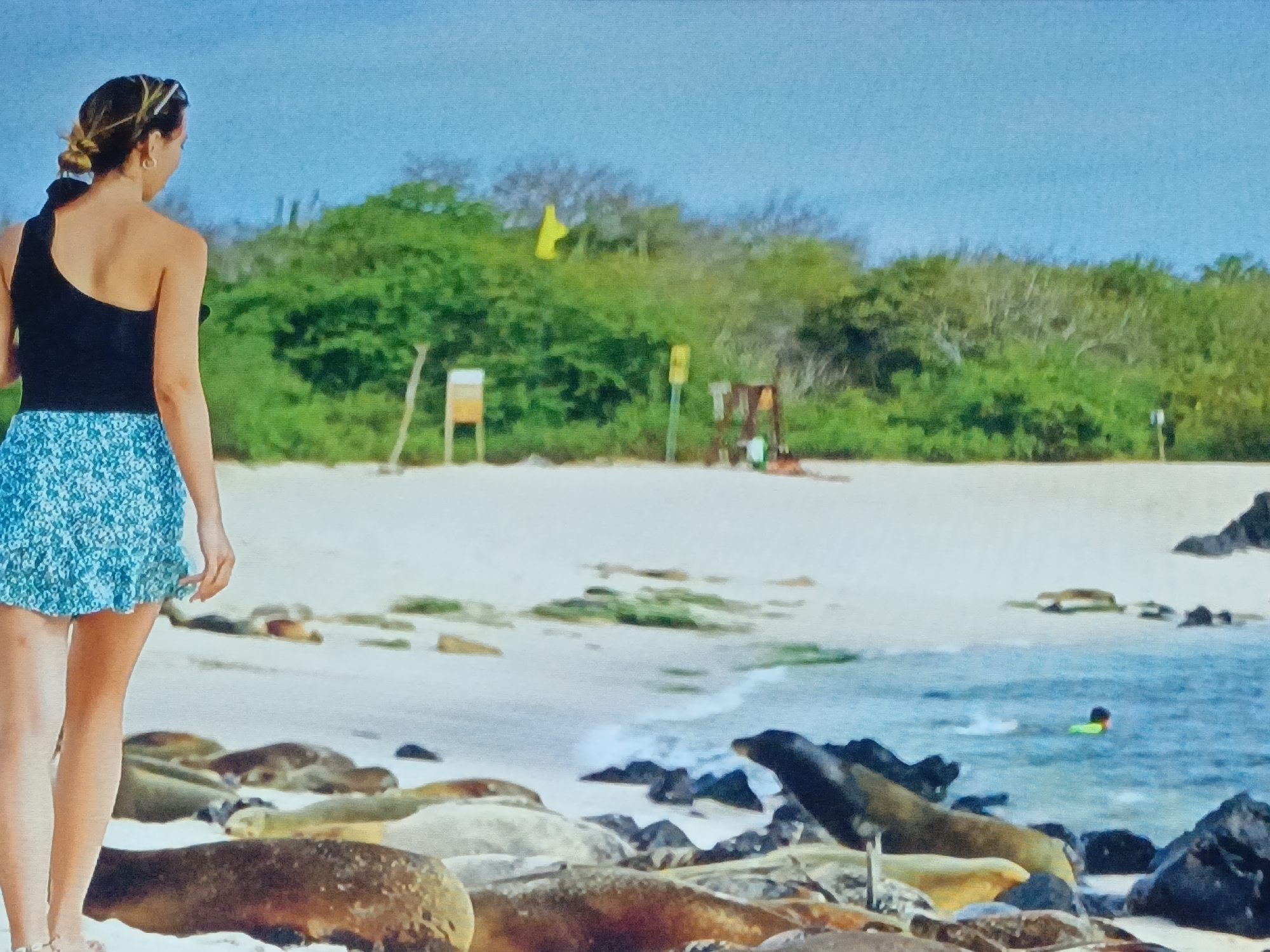 A woman stands on a beach covered with sea lions, looking out at the water where a person is swimming. The beach has white sand, and a line of trees and vegetation borders the back of the beach. There are some wooden structures on the beach. The sky is blue. The location is likely not Juan Griego, Venezuela as sea lions are not typically found in that location.