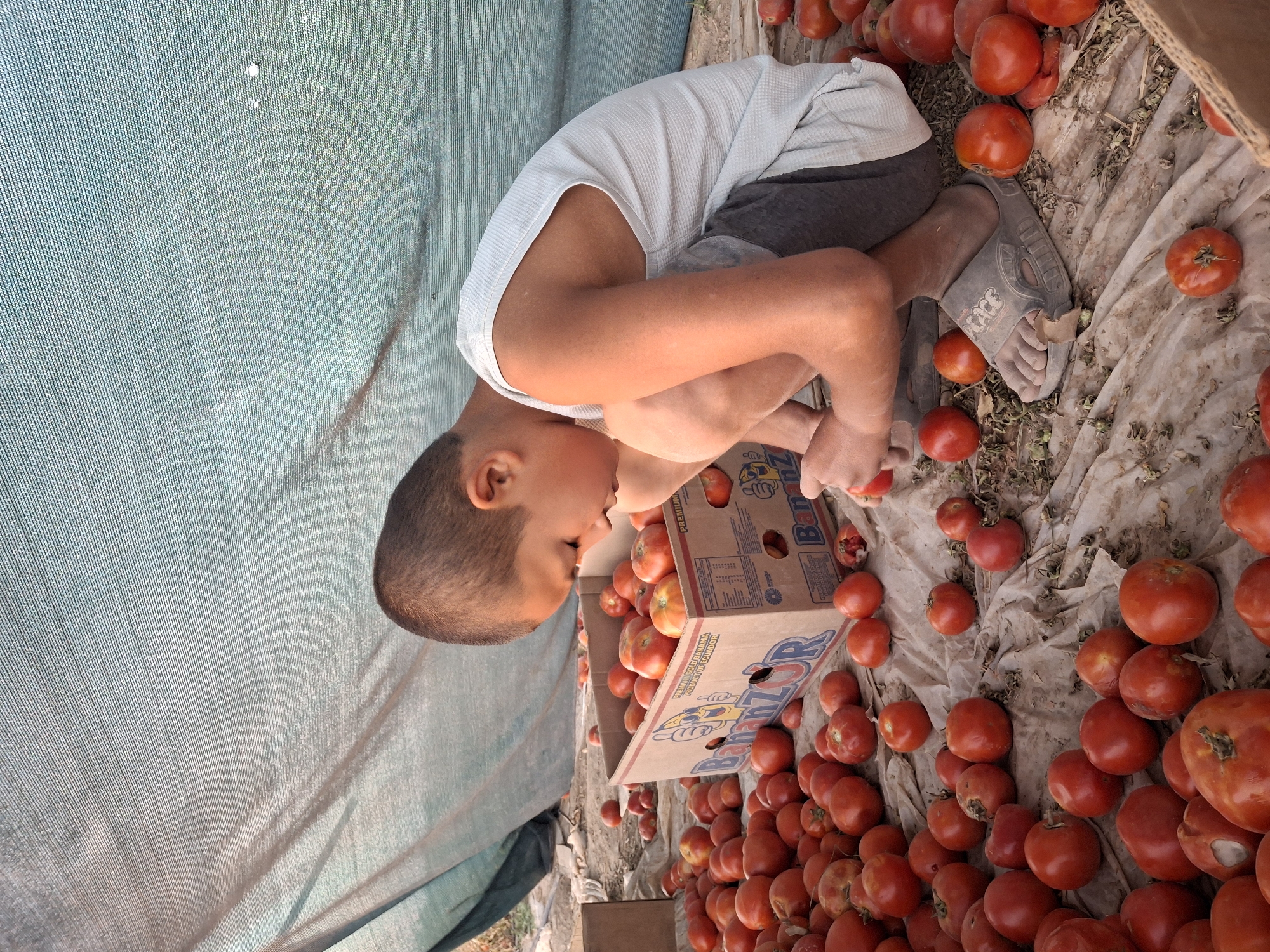 In Utmayli, Uzbekistan, a young boy is kneeling on a ground covered with a plastic sheet, surrounded by a large quantity of ripe tomatoes. He is wearing a white tank top and gray shorts, and a pair of brown sandals. In front of him is an open cardboard box filled with more tomatoes, with the brand "BananZOR" visible on its side. The boy is looking down at the tomatoes, appearing to be sorting or inspecting them. The background is a rustic outdoor setting, with a large, light-colored tarp or shade cloth stretched overhead, casting a soft light on the scene. The ground is uneven and appears to be dry earth mixed with some dried leaves and debris.