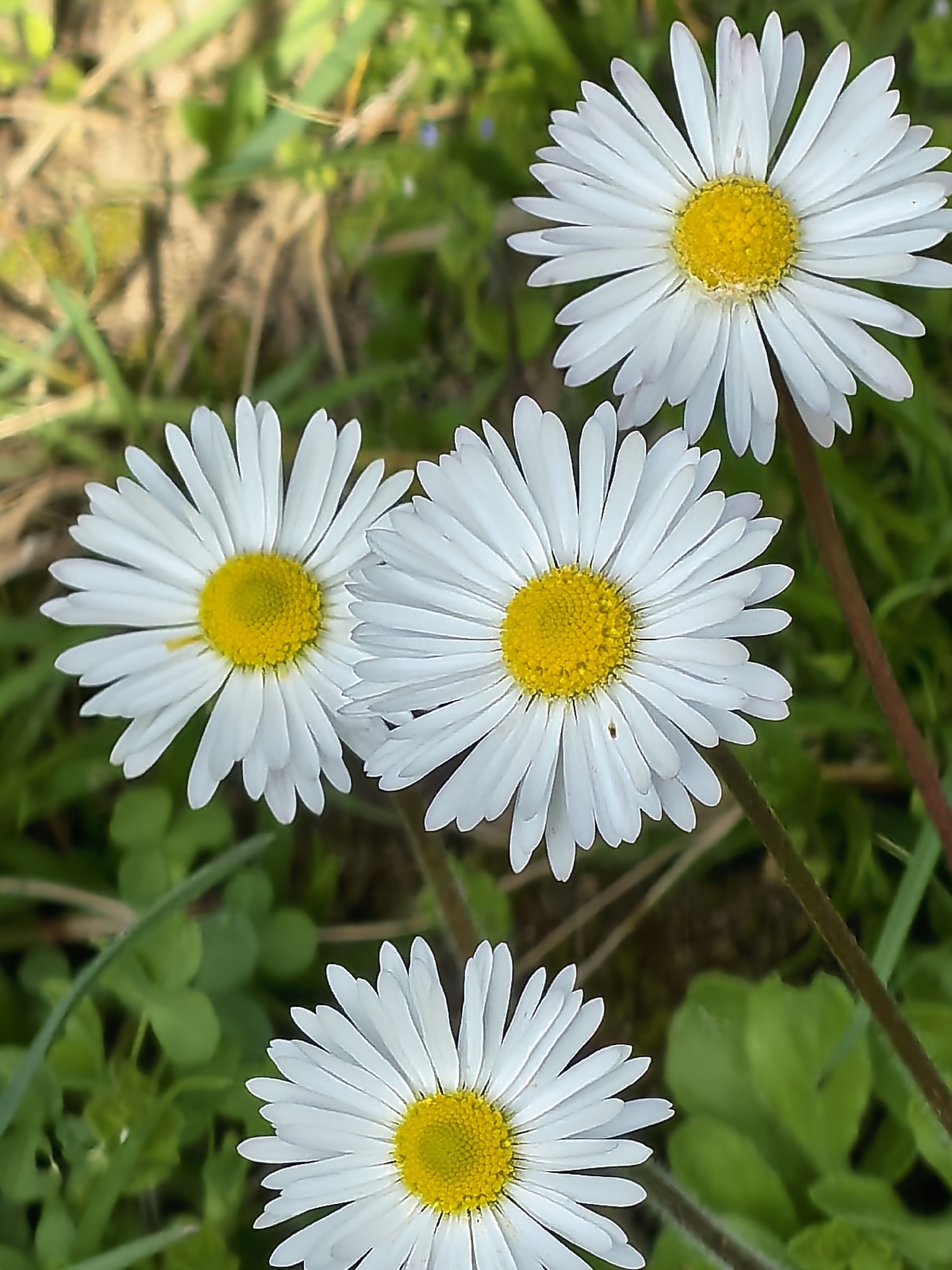 The image depicts a close-up view of four daisies in a grassy field. The daisies have white petals and yellow centers. The background consists of green grass and foliage, with a patch of brown, dried grass visible in the upper left corner. The daisies appear to be in a natural, outdoor setting. The city and state are not discernible from the image.