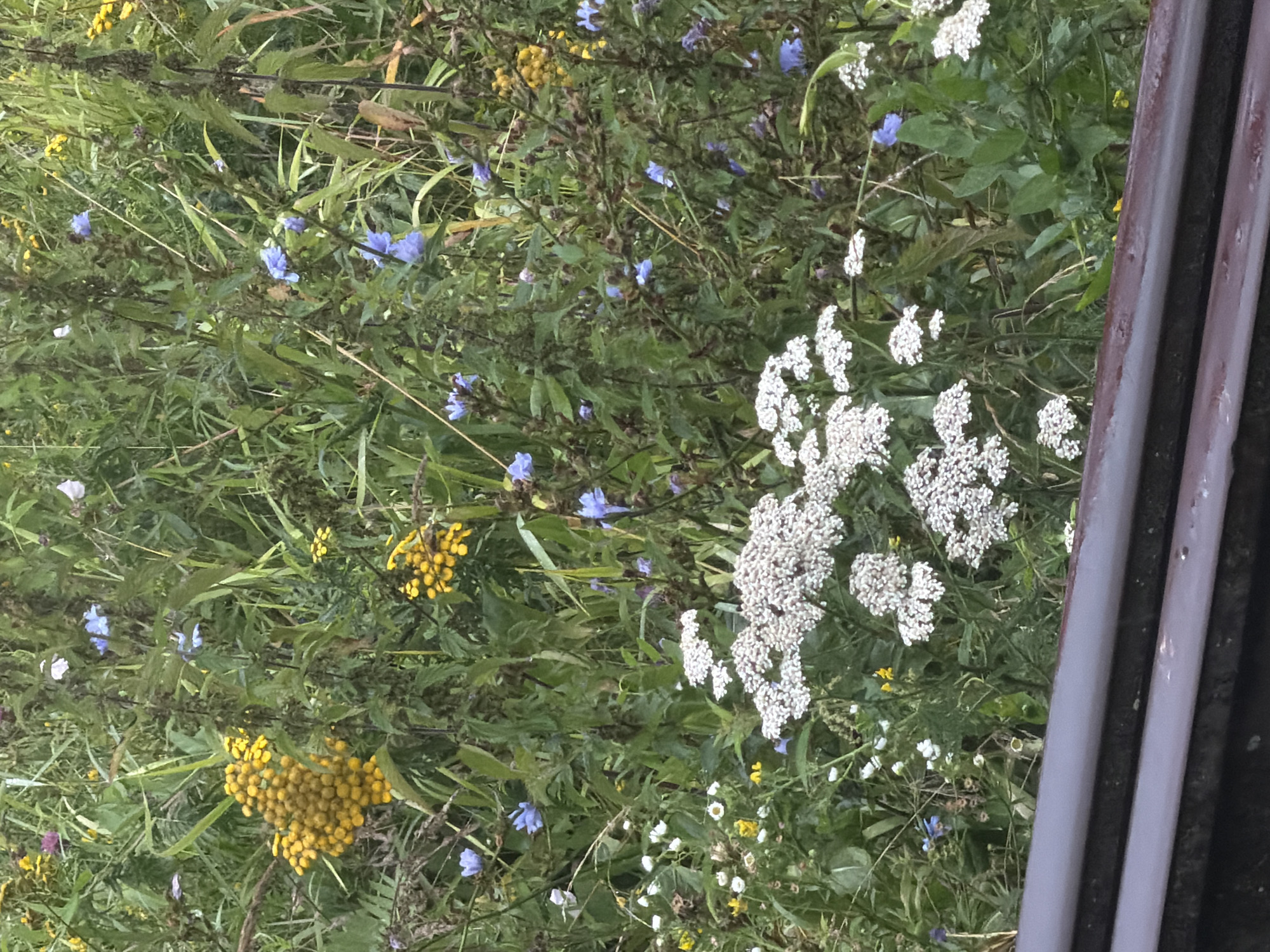 The image depicts a dense patch of wildflowers in a naturalistic setting, likely a roadside verge or uncultivated area, in the city of Topily, Russia. The flora is varied, featuring clusters of bright yellow button-like flowers, likely Tansy (Tanacetum vulgare), and delicate white umbels, possibly Yarrow (Achillea millefolium). Interspersed among these are numerous small, star-shaped blue flowers, identifiable as Chicory (Cichorium intybus). The background is a rich tapestry of green foliage, with tall, slender stalks and broad leaves contributing to a wild, untamed appearance. The lighting suggests an overcast day, casting a soft, diffused glow over the scene. In the foreground, a dark, horizontal band, possibly a railing or barrier, occupies the bottom of the frame, creating a visual separation between the viewer and the wildflower field. No people or animals are visible.