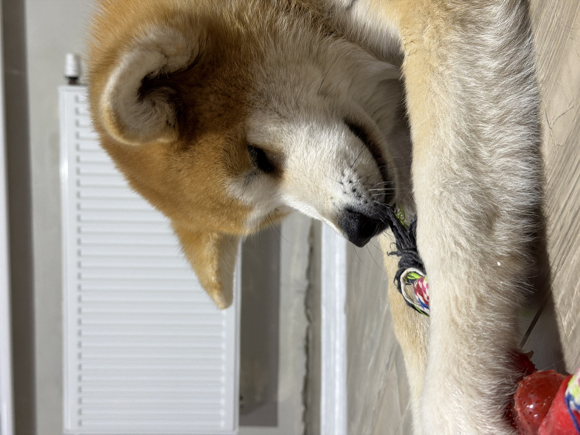 A medium-shot photograph displays a domestic dog, consistent with an Akita breed, lying on a light-colored, wood-patterned floor in an indoor setting. The dog's coat is predominantly golden-brown with significant cream and white markings on its muzzle, chest, and underbelly. Its head is turned to the right, and its eyes are partially closed as it engages with a braided fabric toy, which is primarily black with interspersed red, white, blue, and green threads, held in its mouth. In the lower-left foreground, a red, translucent, textured rubber toy is partially visible. The background features a white wall with a white panel radiator mounted on it. The specific location in Chaikovsky, Russia, cannot be determined from the visual information provided.