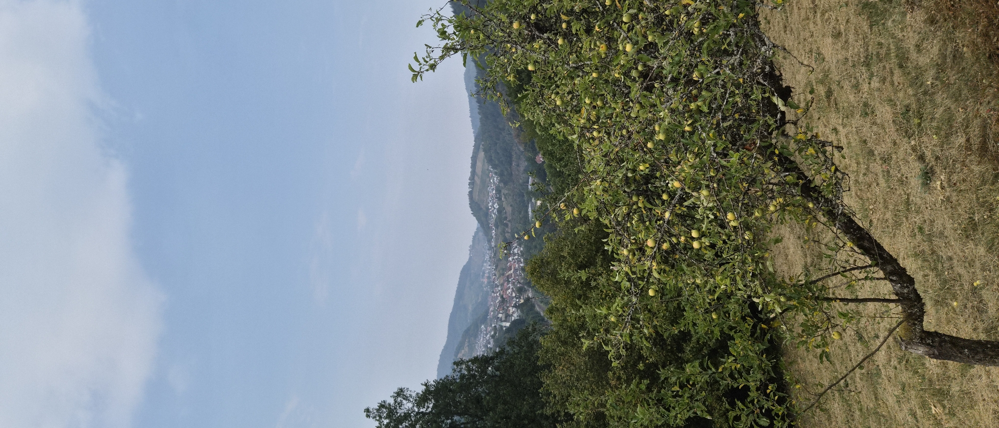 The image depicts a view of Forbach, Germany, from an elevated position. In the foreground, there is a tree with many small green apples. The tree has a thick, gnarled trunk and branches. The ground in the foreground is covered in dry, yellowed grass.
In the middle ground, dense green foliage from other trees obscures the view further, but hints of a valley can be seen.
The background shows a town nestled within rolling hills. The buildings are predominantly red-roofed, and the town appears to be spread out along the valley floor and up the hillsides. Beyond the town, more hills are visible, covered in a mix of trees and possibly vineyards. The sky is a hazy blue with some scattered white clouds. The overall impression is a rural landscape with a town integrated into the natural environment.
