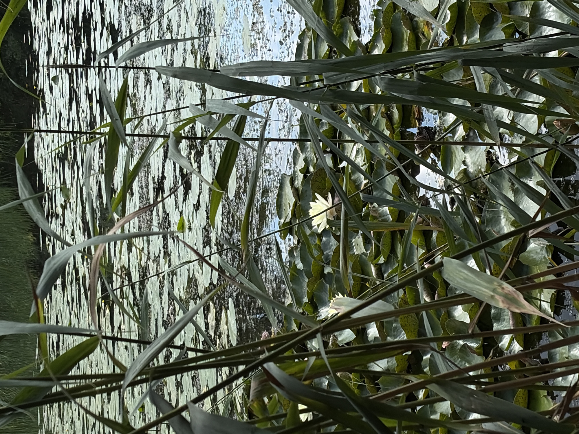 A pond filled with lily pads and reeds is shown in this medium shot. In the foreground, tall reeds with long, green leaves obscure the view of the pond. In the background, the pond is covered with lily pads, and several white water lilies are in bloom. The water is dark and reflects the sky and surrounding vegetation. The scene appears to be a natural outdoor setting. This image does not contain any specific indicators of its location within the city of Khimki, Russia.