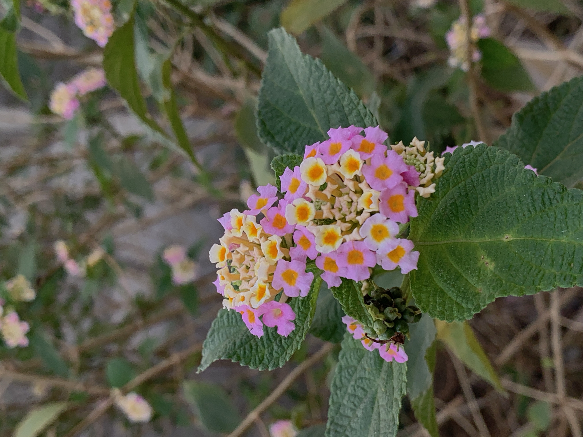 A close-up photograph captures a cluster of lantana flowers amidst green leaves, likely in Ikorodu, Nigeria. The flowers are characterized by their multicolored petals, with a combination of pink, yellow, and white hues. The surrounding foliage consists of serrated green leaves with prominent veins. The background is blurred, displaying a mix of foliage and possible ground cover, suggesting an outdoor environment.