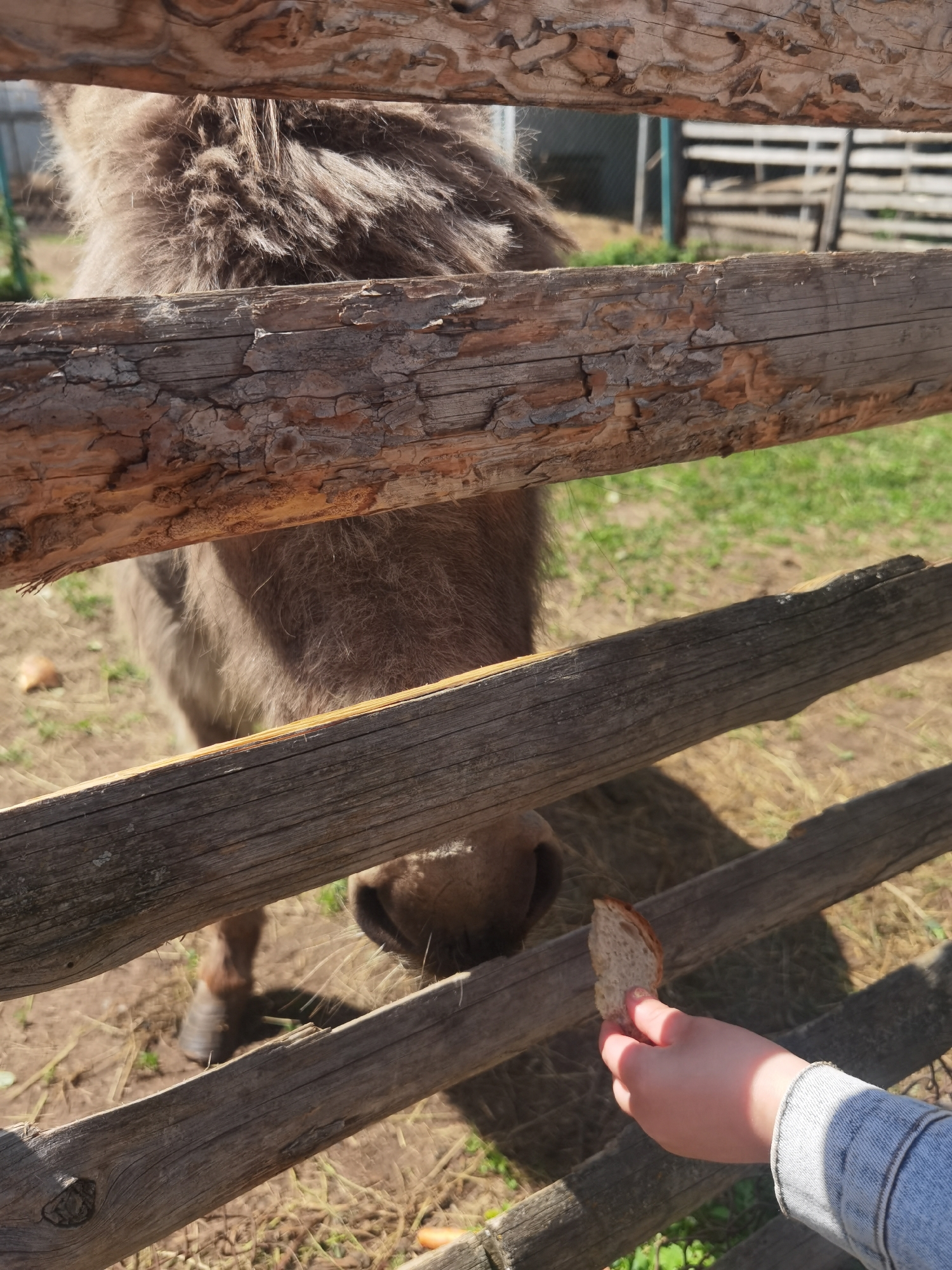 In Chaikovsky, Russia, an outdoor scene is depicted through a rustic wooden fence. A shaggy, brown-grey donkey is partially visible behind the fence, with its upper body and head appearing above and through the slats. Its snout and mouth are prominent below the second horizontal log, positioned towards a piece of light-colored bread held by a human right hand. The hand, clad in a light blue denim sleeve, offers the bread through the fence opening. The ground is a mix of dry grass and dirt, with several orange carrot pieces scattered, suggesting an animal enclosure. Strong sunlight illuminates the scene, casting distinct shadows from the fence logs and the hand onto the ground. In the blurred background, another wooden fence and a light blue/green structure are discernible.