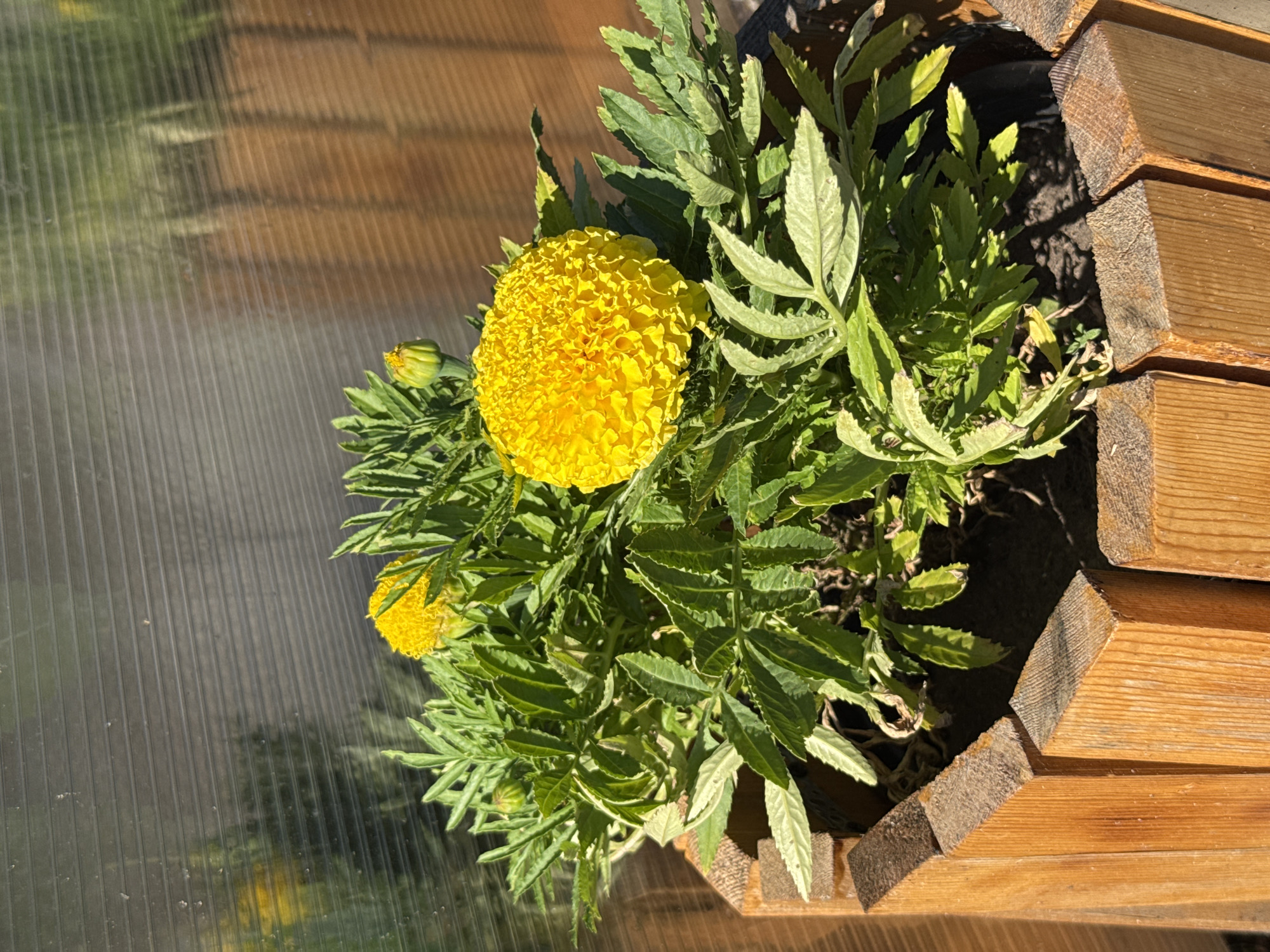 A close-up, top-down shot focuses on a bright yellow marigold flower in a wooden planter. The planter is made of stacked, angled wooden planks, showing a natural, rustic texture. The flower, with its dense, ruffled petals, is the dominant subject. Surrounding it are green, feathery leaves, some appearing slightly wilted or sun-bleached. A small, unopened marigold bud is visible to the left of the main flower.
The background is a textured, translucent material, likely polycarbonate sheeting, commonly used in greenhouses or cold frames. Light streams through this material, casting shadows of the plant and creating a warm, dappled effect. The lighting suggests it is daytime, with the sun casting strong highlights and shadows. The overall scene conveys a sense of growth and nature, possibly in a garden or sheltered outdoor space. No text is visible in the image. The location context provided is Белоус, Russia.