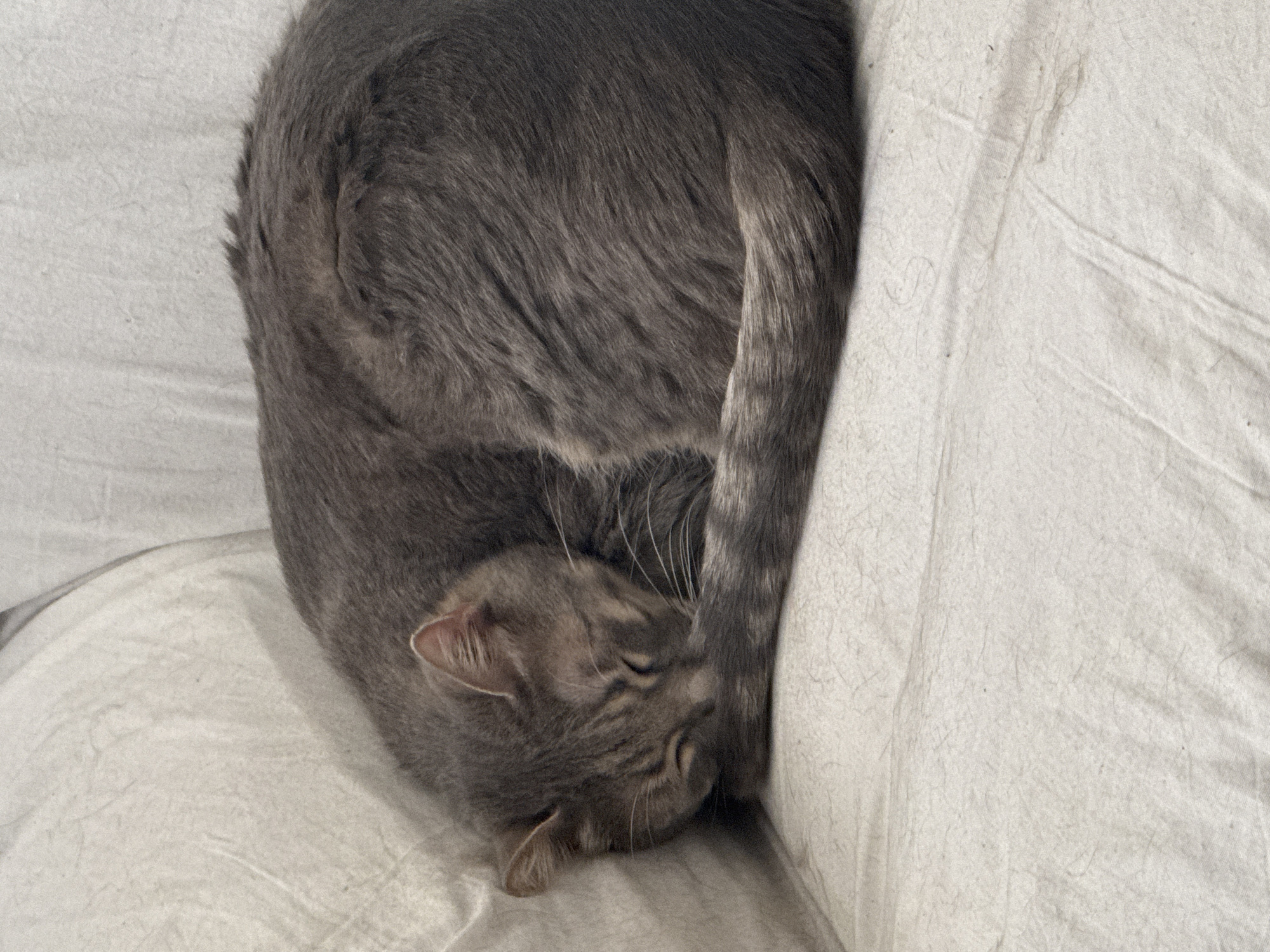 A grey domestic cat is curled up tightly and sleeping soundly on light-colored bedding in an indoor setting. The cat, which appears to be a tabby with subtle stripe markings, is positioned in the center-left of the frame, forming a compact, almost circular shape. Its head is tucked inward, resting against its body or tail, and its eyes are closed, indicating deep sleep or relaxation. The cat's tail is wrapped around its body. The bedding is a plain, unpatterned off-white or light grey fabric, showing some wrinkles and a soft texture. The overall impression is one of peaceful rest and comfort. There are no specific visual cues to indicate the time of day, weather, or the provided location context of Puebla, Mexico within the image itself. No text is visible in the media file.