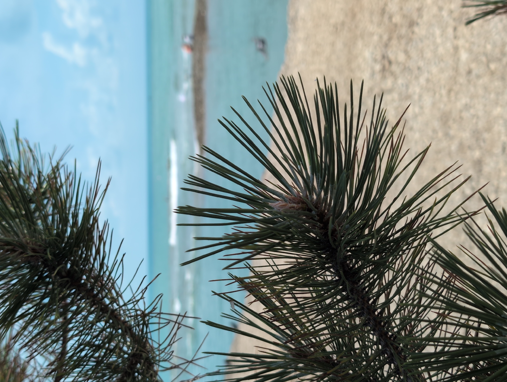 The image is a close-up shot of a pine branch in the foreground, with its needles sharply in focus. The background is blurred, revealing a sandy beach, the turquoise sea, and a pale blue sky with scattered clouds. In the distance, faint figures of people can be seen near the water, with some appearing to be in the sea. The overall scene suggests a coastal environment, likely the beach in Divnomorskoye, Russia, on a sunny day. The focus on the pine needles emphasizes the natural beauty of the coastal flora.