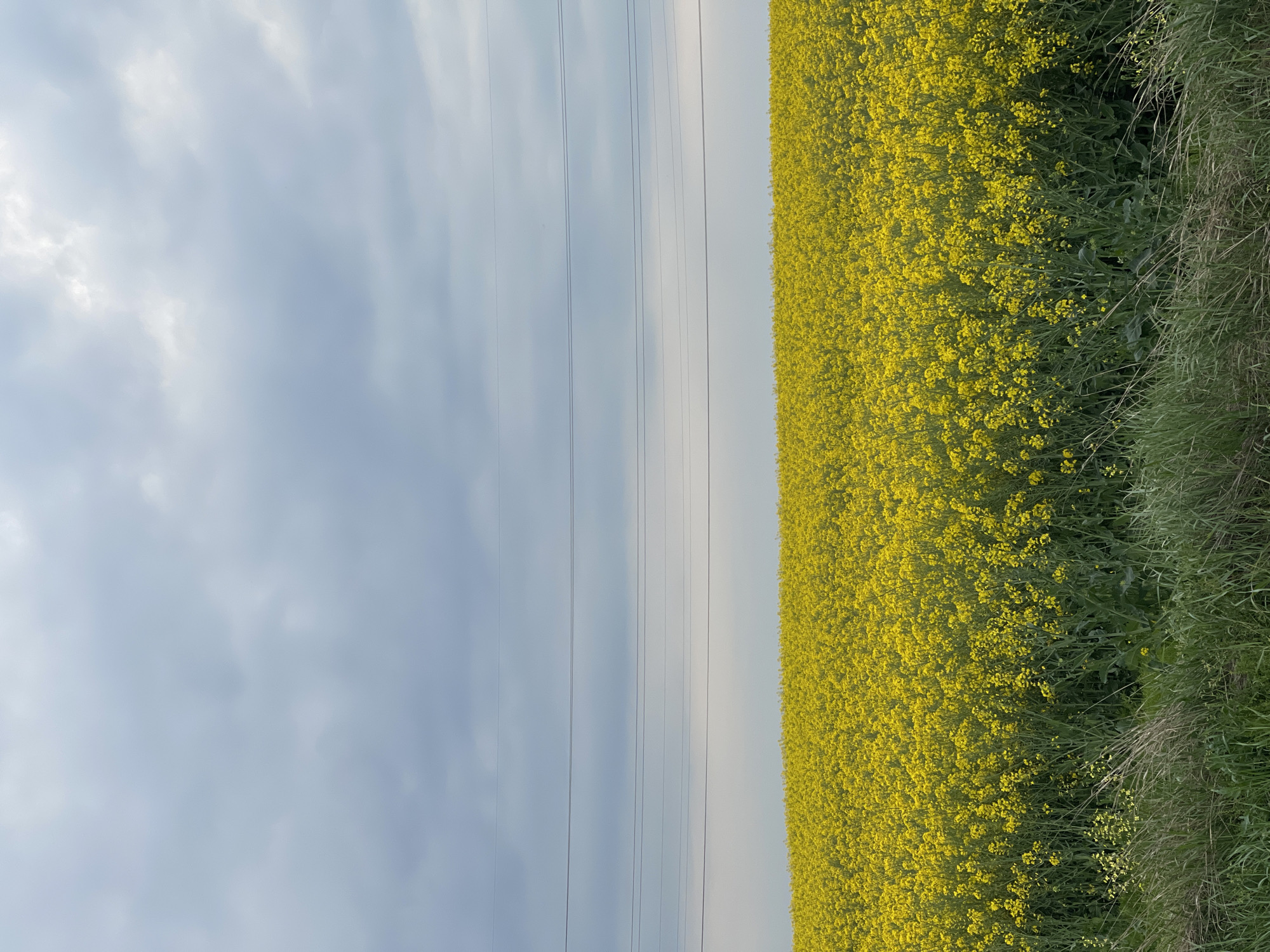 The image shows a field of yellow rapeseed flowers. Power lines run parallel to the field. The sky is overcast with grey clouds. Tall grass borders the edge of the rapeseed field. The location is unspecified, but the prompt mentions Koprinka, Bulgaria, though there are no specific identifiers of Koprinka visible in the image.