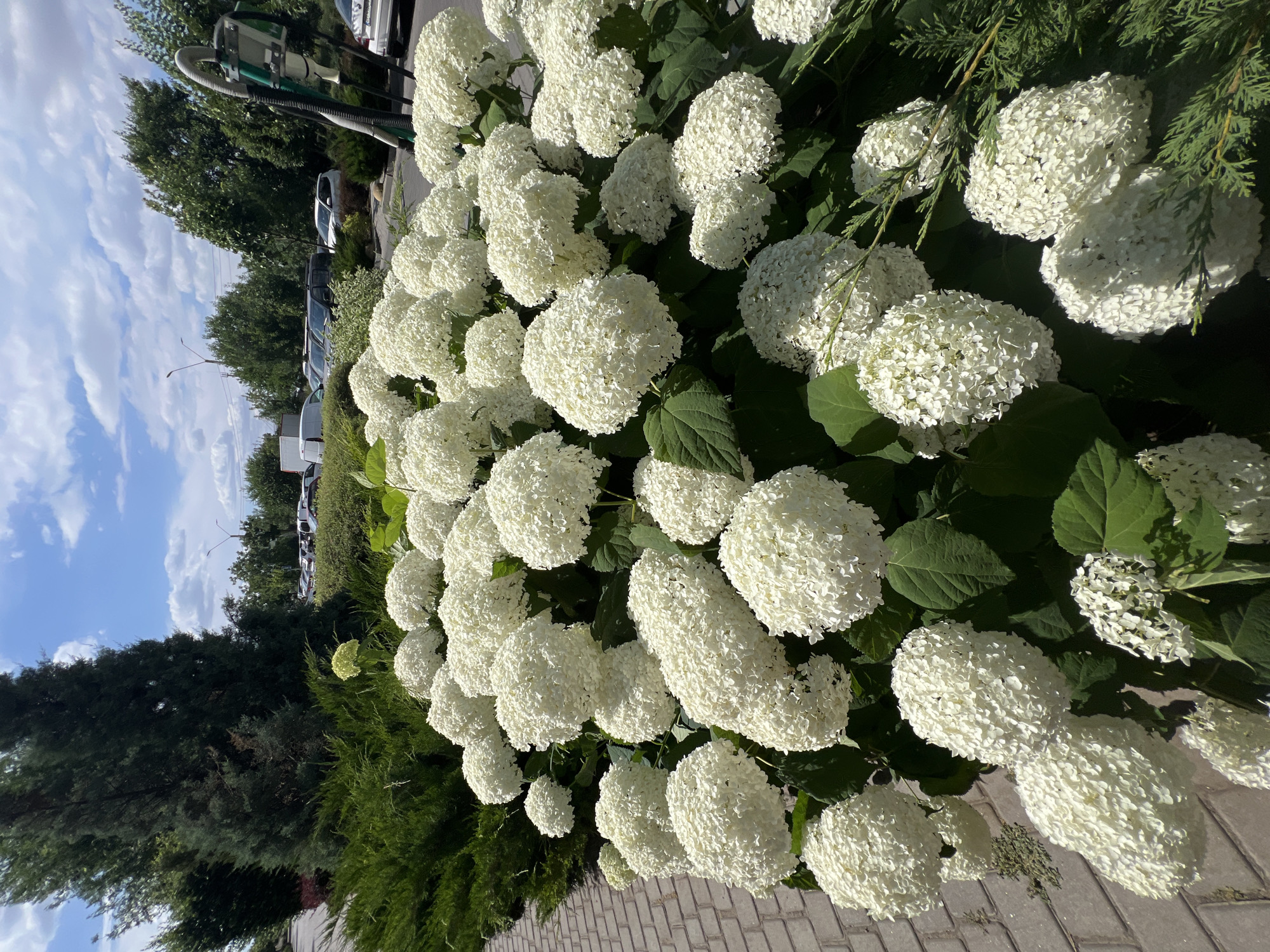 In Fontanka, Ukraine, on a bright, cloudy day, a large bush of white hydrangeas is in full bloom. The flowers are clustered together in large, spherical heads, with many smaller florets making up each head. The leaves of the hydrangea bush are a deep green, providing a lush backdrop to the white flowers. To the left of the hydrangeas, a hedge of dark green, dense evergreen shrubs lines a cobblestone pathway. In the background, beyond the hydrangeas and evergreen hedge, a line of trees with vibrant green foliage can be seen. Further in the distance, several cars are parked in what appears to be a parking lot, and a white van is visible. A section of a metal lawnmower with a hose attachment is present on the right side of the frame. The sky above is a brilliant blue, dotted with fluffy white clouds.