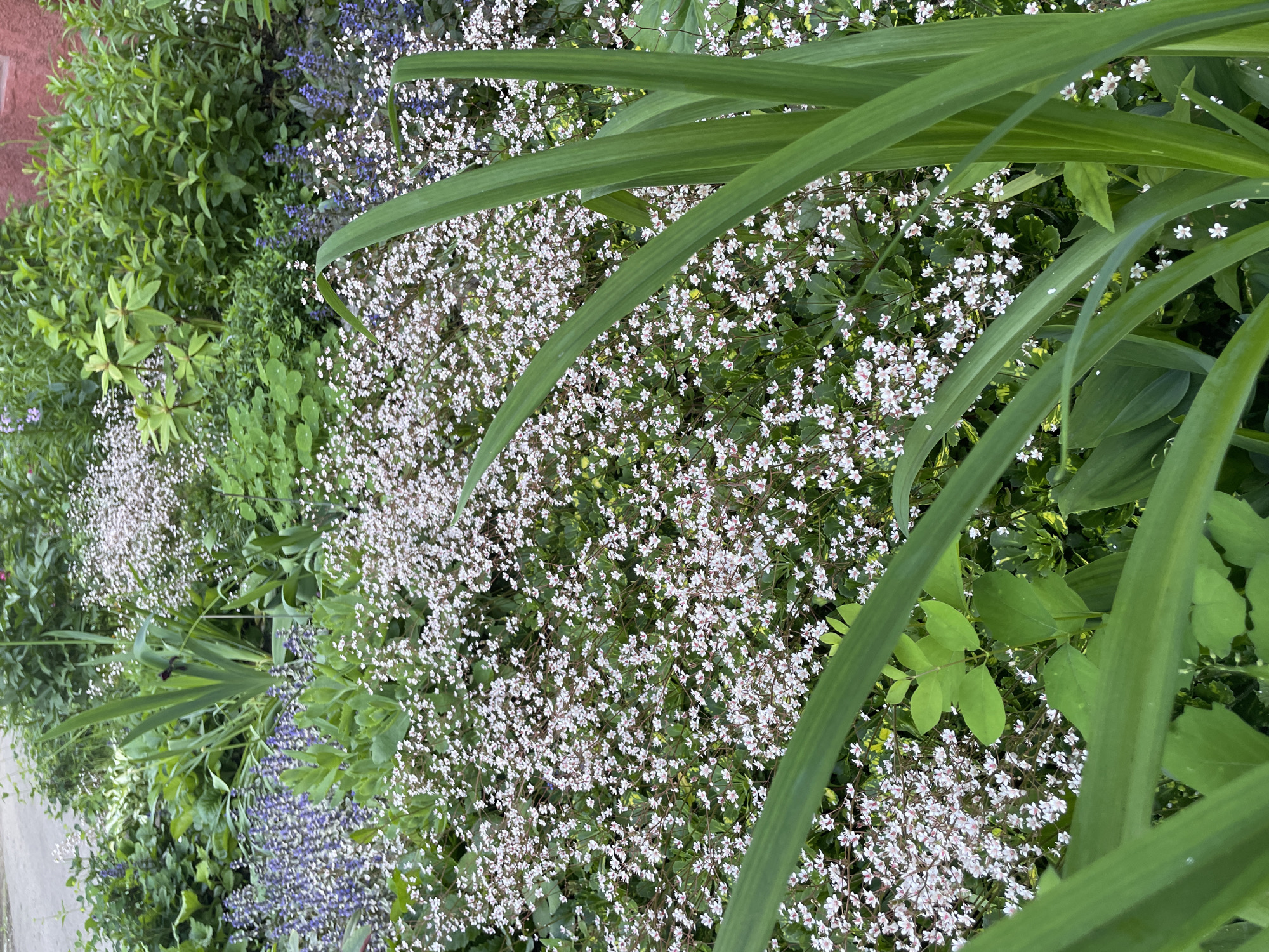 This is a close-up, eye-level, medium shot of a garden bed filled with a variety of plants, including many small white flowers and some larger green leaves. In the background, there are hints of a paved area and a red brick structure. The lighting suggests it is daytime, possibly overcast. The scene is likely located in Tallinn, Estonia, given the context of the query. There are no people or animals visible in the image. The focus is on the dense foliage and the delicate white blossoms, creating a sense of lushness and natural beauty.