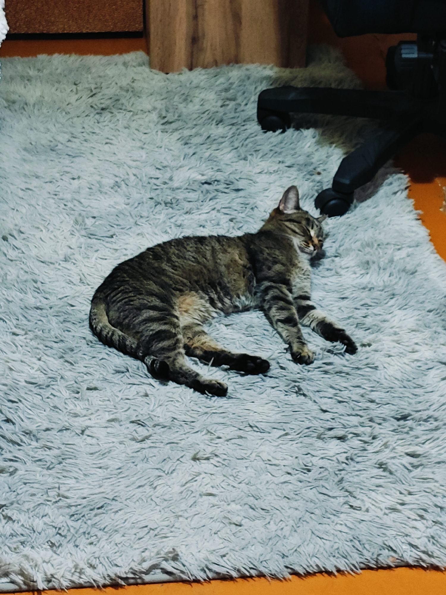 A tabby cat is sleeping on a plush, light-colored rug in what appears to be a residential setting, possibly an apartment, as suggested by the presence of an office chair. The cat is lying on its side with its eyes closed and its paws tucked in. The rug covers a significant portion of the floor, and part of a wooden desk or cabinet and a chair are visible in the background. The lighting suggests an indoor environment, likely during daytime. The location of Chaikovsky, Russia, is not directly indicated by any visual cues in the image.