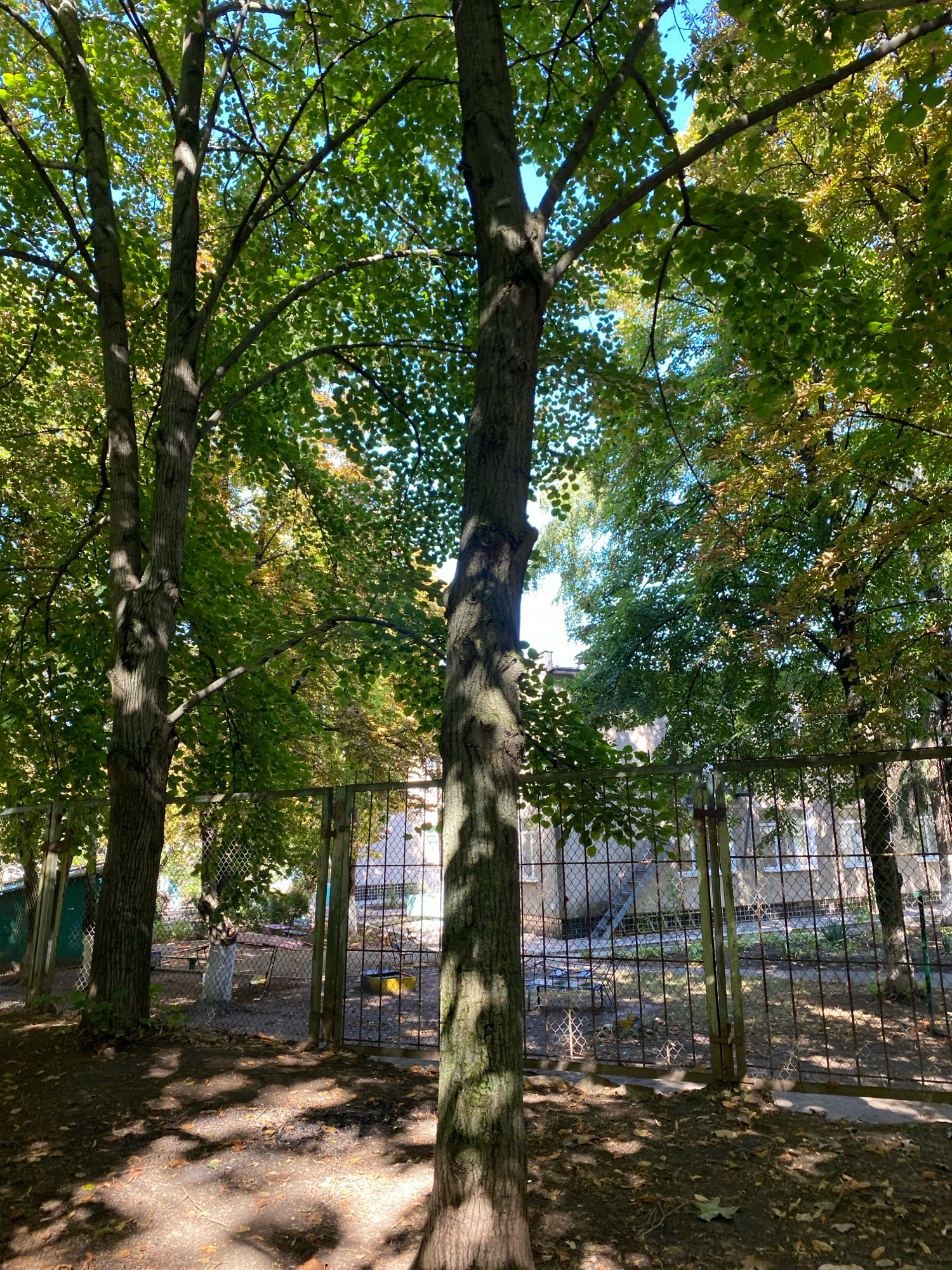 This image depicts an outdoor scene on a sunny day, likely in Chornomorsk, Ukraine, given the context. The foreground is dominated by the base of a large tree with rough bark, casting dappled shadows from its leaves onto the dark, leaf-strewn ground. Behind this tree, a chain-link fence runs across the middle ground, separating the viewer's perspective from a schoolyard or park area. Through the fence, various elements of the schoolyard are visible, including playground equipment such as a yellow circular structure and benches, as well as a building with windows. The background is filled with the lush green foliage of trees, some showing hints of autumn color, under a bright blue sky. The overall impression is one of a peaceful, somewhat neglected outdoor space on a clear day.