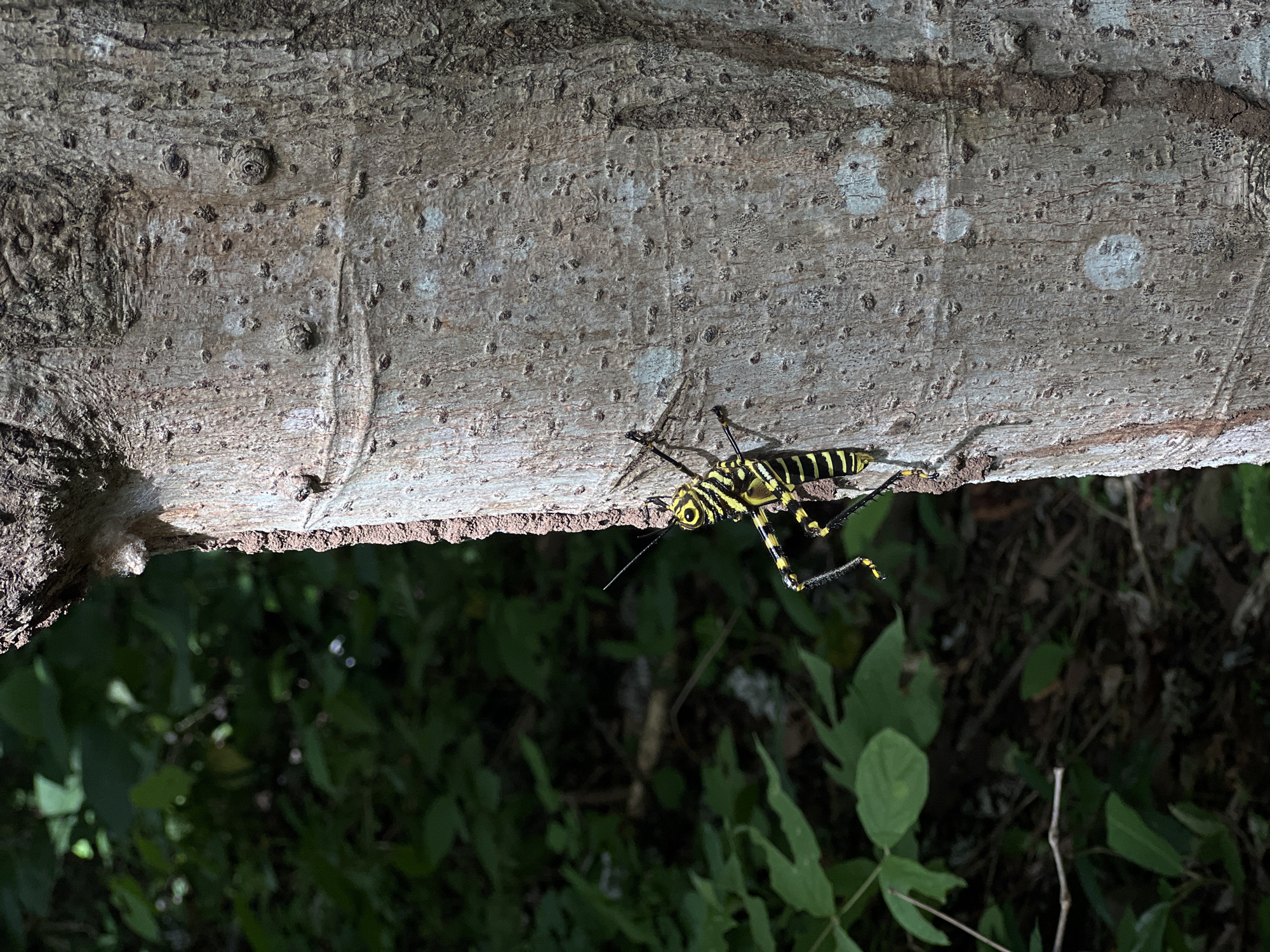 A yellow and black striped grasshopper is clinging to the side of a tree trunk. The grasshopper is positioned vertically on the trunk, with its head pointing upwards. Its body is marked with alternating black and yellow bands. The tree trunk is light brown and textured, with small bumps and darker crevices. In the background, out of focus, are green leaves and foliage, suggesting an outdoor, natural environment. The scene appears to be located in Altagracia, Nicaragua.