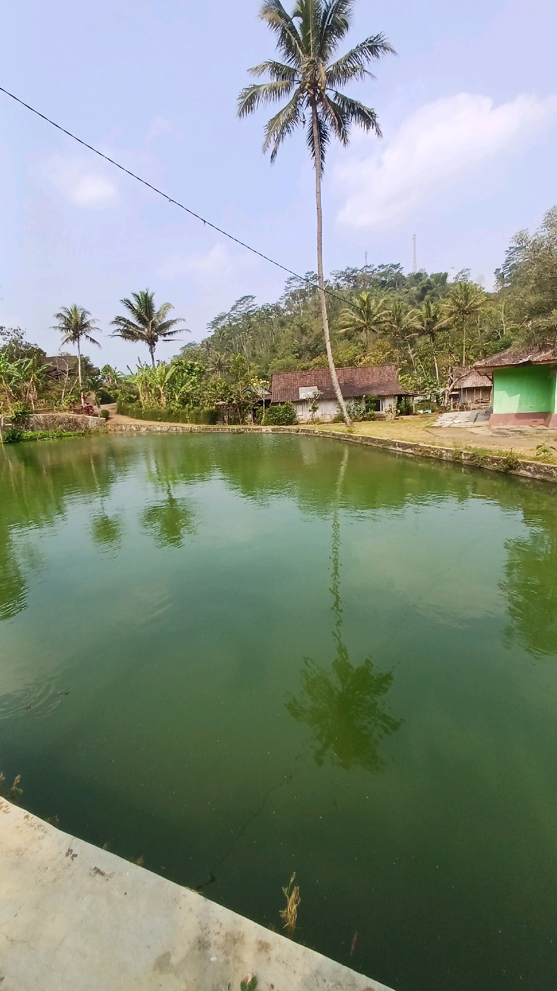 A tranquil, serene outdoor scene is captured in this image, likely taken in the rural outskirts of Pringsurat, Indonesia, given the lush tropical vegetation and architecture. The focal point of the image is a large, placid body of green water, possibly a pond or small lake, with its surface reflecting the surrounding environment. The water is bordered by a low concrete wall, and beyond that, a strip of dry land with sparse vegetation.
In the background, nestled amongst a dense array of tropical trees and plants, are several rustic buildings. One building on the right is painted a striking light green with a red trim, while a building further left appears to be a traditional house with a brown tiled roof. The landscape is characterized by rolling hills covered in a verdant tapestry of trees, typical of the Indonesian countryside. Towering over the scene is a very tall, slender palm tree, its fronds reaching towards the clear, pale blue sky. Another smaller palm tree stands to its left. The sky itself is mostly clear, with a few wispy clouds. The overall impression is one of peaceful, natural beauty, a quiet escape from urban life.
