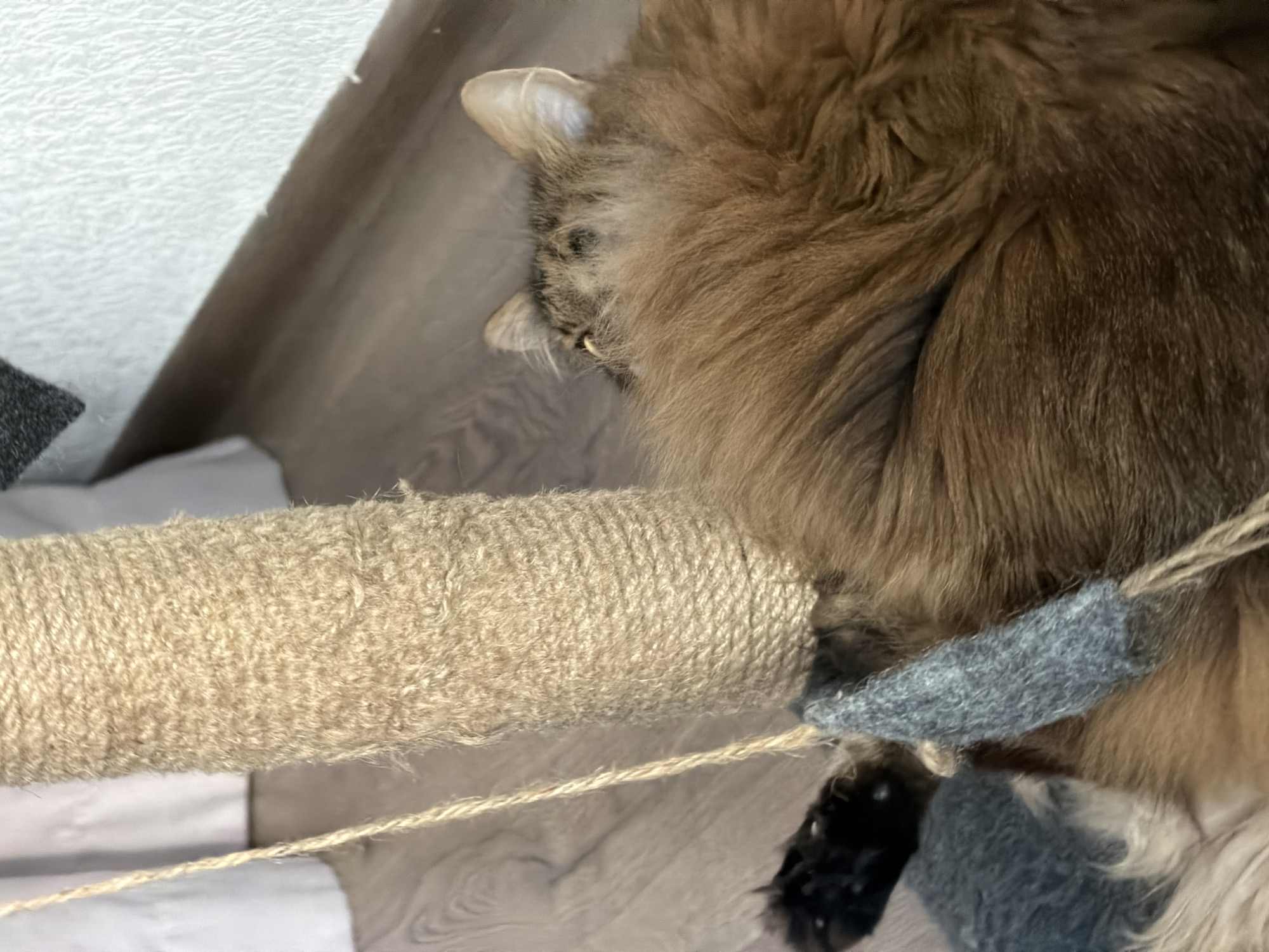 This is a close-up, eye-level shot of a cat's upper body and a section of a scratching post. The cat, a long-haired tabby with brown and black fur, is lying on its side, facing away from the camera. Only the top of its head and ears are visible, with its face obscured by its fur. Its right paw, with black claws, is extended towards a dangling toy attached to a jute rope. The toy is a gray, felt-like cylindrical object. The scratching post is wrapped in rough, beige jute rope. The background consists of a light-colored, textured wall and a wooden floor. There is no indication of the specific location within Kyiv, Ukraine.