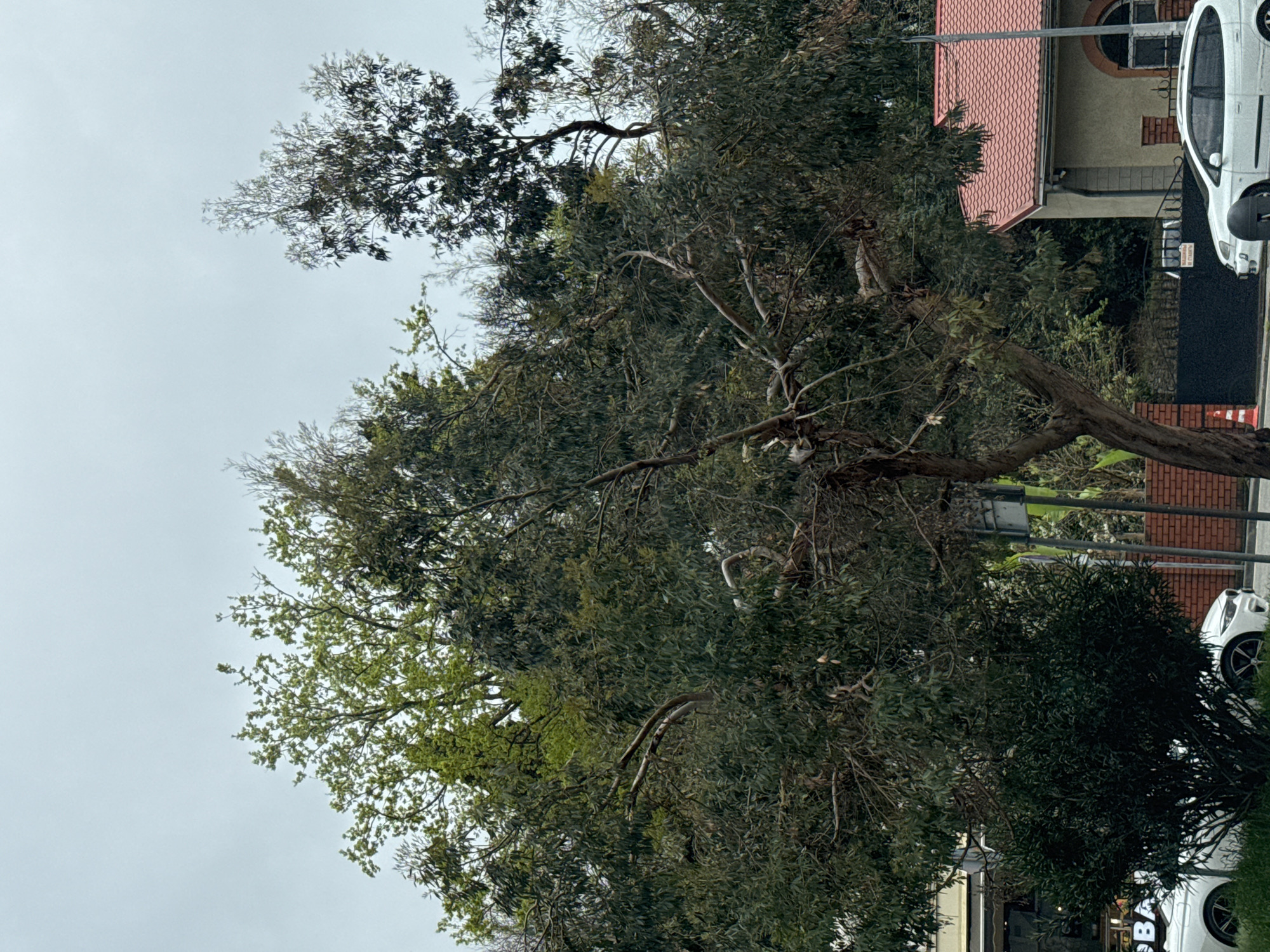 The image shows a view on a cloudy day. A large tree with dense foliage dominates the foreground and partially obscures the view. Behind the tree, there is a building with a red-tiled roof and a partially visible arched window. A white car is parked near the building. There are also signs and other greenery visible in the background. While the image cannot confirm the location in Sochi, Russia, no other information is present to provide a location.