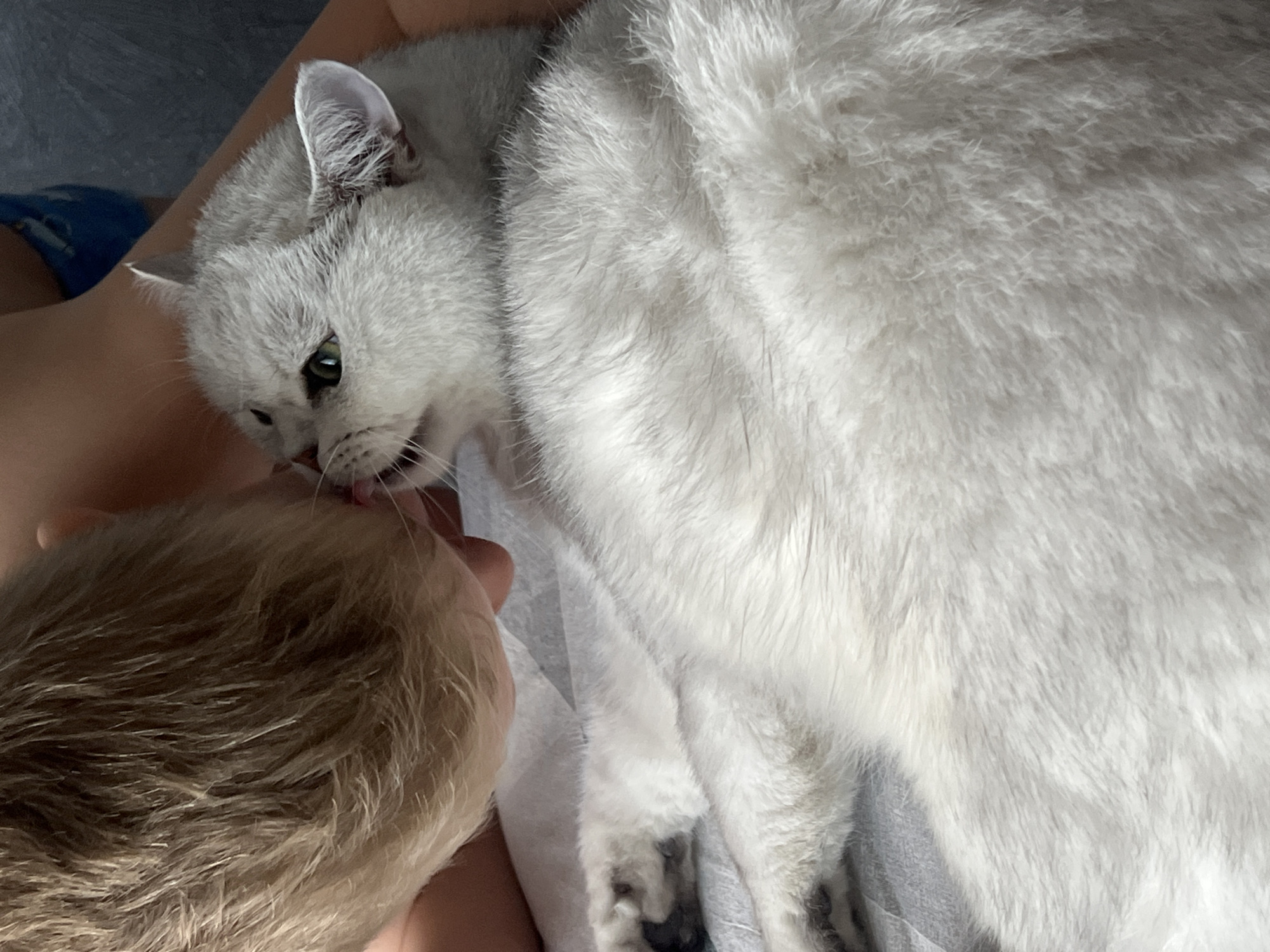 A fluffy white cat lies on a light-colored surface, possibly a blanket or bed sheet. The cat is licking a person's head, which is covered in light-colored hair. A glimpse of a blue object can be seen in the background, but it is not clearly identifiable. The location is Unknown, Unknown.