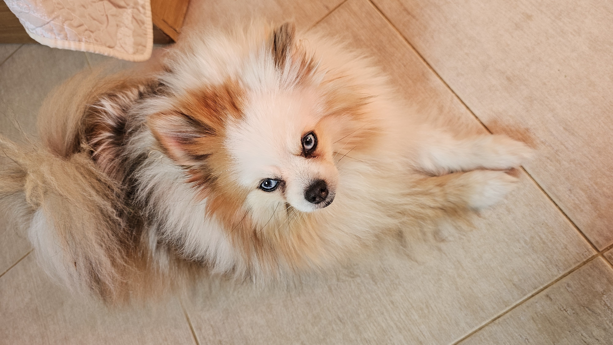 This media file depicts a Pomeranian dog with striking blue eyes lying on a tiled floor. The dog has fluffy, multi-colored fur, with shades of white, cream, and tan. Its tail is curled and bushy, and its paws are visible resting on the tiles. The dog's head is turned towards the camera, with its gaze directed upwards, giving it an attentive and curious expression. The floor appears to be made of light-colored rectangular tiles, laid in a grid pattern. In the upper left corner of the image, a portion of a textured object, possibly a blanket or rug, and the edge of a wooden surface are visible, suggesting an indoor setting. The lighting suggests it might be daytime, but the specific time is not discernible. The overall impression is a close-up, candid shot of a domestic pet.