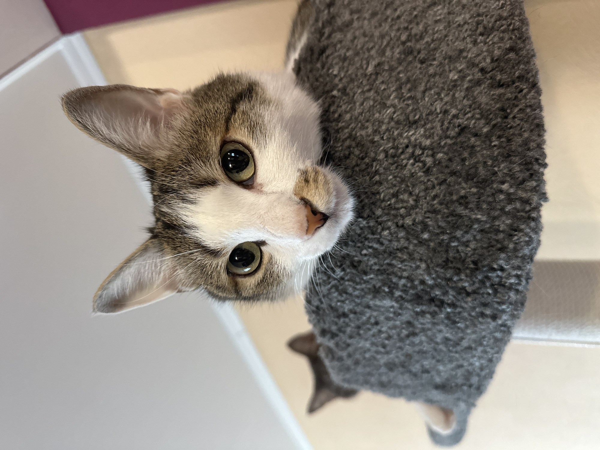 A domestic short-haired cat with prominent tabby markings on its head and ears, and white fur on its face, chin, and chest, looks directly downwards into the camera. Its large, round eyes, which appear green or golden, are wide open, conveying curiosity or attentiveness. The cat's pink nose is visible at the center of its face. It is perched on a dark gray, shaggy cat tree or scratching post, which occupies the right side of the frame and extends downwards. The texture of the cat tree material is coarse and looped.
The image is captured from a low angle, looking up at the cat. The background primarily consists of a bright, light-colored (possibly white) ceiling or wall, creating a clean and uncluttered setting. A subtle hint of a darker, possibly purple or brown, surface is visible in the upper left corner, suggesting another part of the room. Beneath the cat tree, a blurry outline of what appears to be another cat's paw or tail is visible, suggesting a second animal is present but out of focus. The overall lighting is bright, indicating daytime conditions indoors. There is no visible text in the image. The scene depicts a quiet, domestic environment.