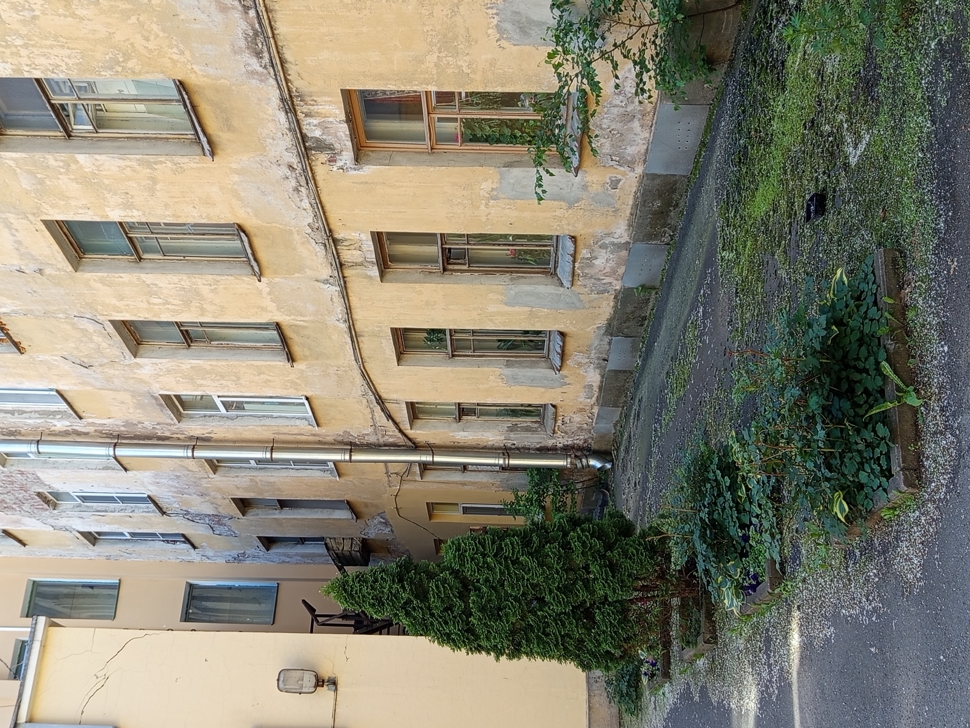 A courtyard in Saint Petersburg, Russia features an old, weathered yellow building with peeling paint and numerous windows. To the left, a portion of another building, also cream-colored and aged, is visible. A tall, conical evergreen tree stands in the foreground, flanked by low-lying green bushes in raised beds. The ground is paved with asphalt and is littered with white debris, possibly fallen petals or leaves. In the background, a metal drainpipe runs vertically down the side of the yellow building. The scene appears to be a typical, somewhat neglected urban courtyard.