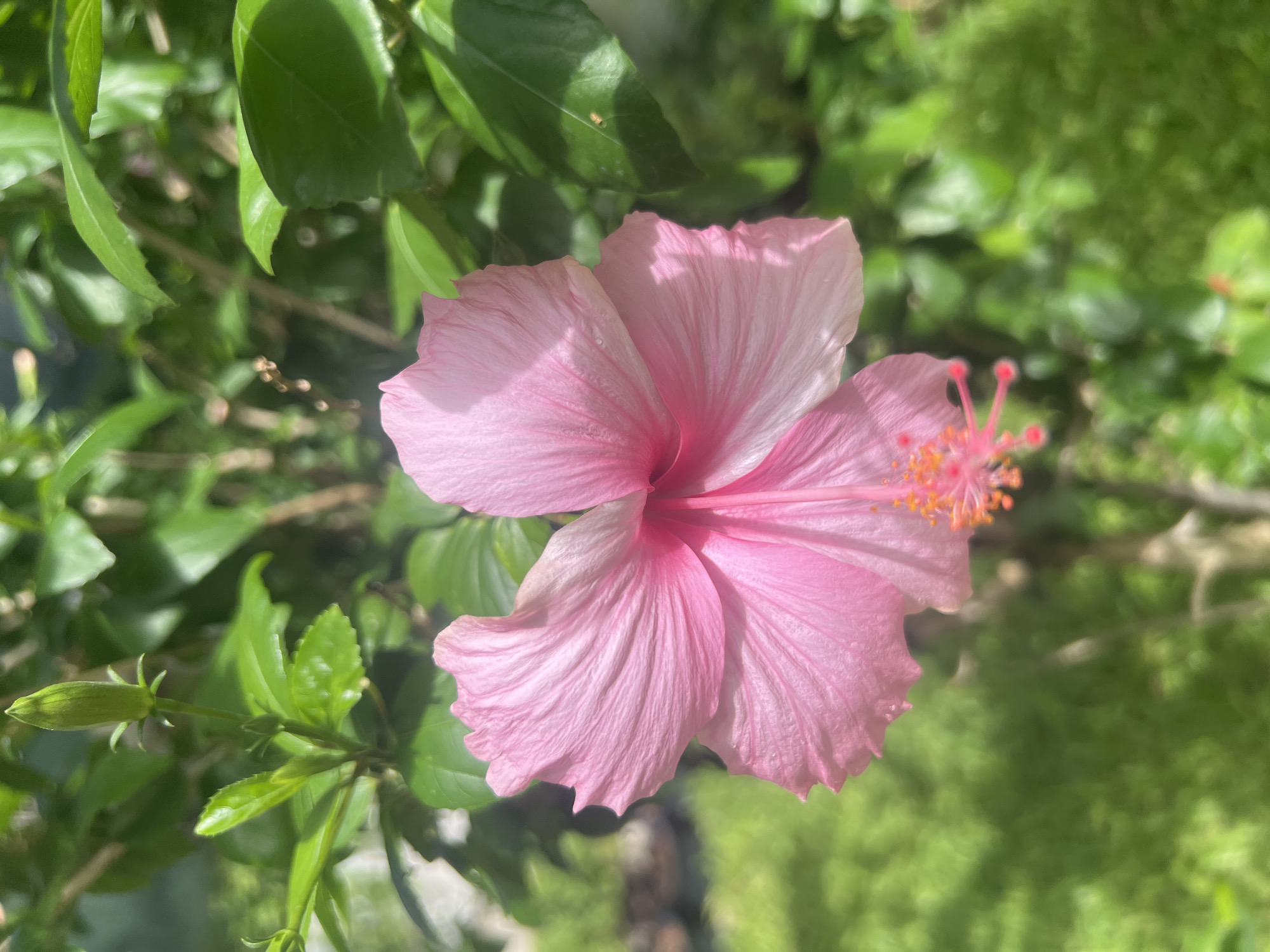 A close-up, vertical shot focuses on a single, light pink hibiscus flower in full bloom, with its petals slightly curled and translucent. The stamen is clearly visible, featuring bright orange pollen-tipped filaments. The flower is set against a backdrop of lush green foliage, with some leaves in sharp focus and others blurred, suggesting a shallow depth of field. In the upper left corner, a green hibiscus bud is partially visible, still tightly closed. The overall impression is of a serene outdoor scene, likely in a garden or natural setting. The image is taken in Ko Samui District, Thailand.