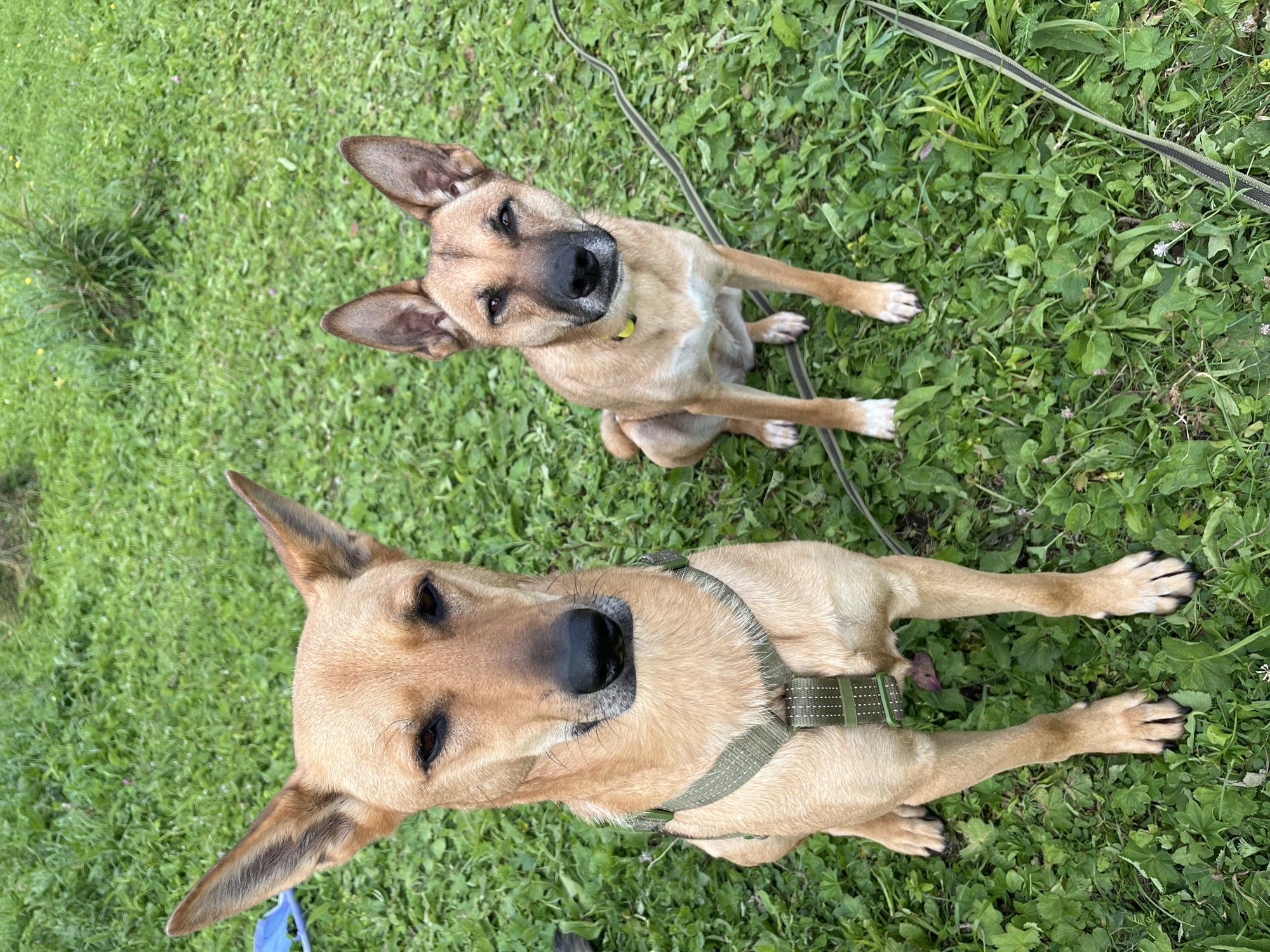 Two tan-colored dogs are sitting on a grassy area. The dog on the left is larger and is wearing a green harness. The dog on the right is smaller and is wearing a yellow collar. The dogs are facing forward and looking at the camera. The grass is green and there are some small white and pink flowers scattered throughout. The background is blurred and appears to be more grass and trees. The image is taken from a slightly elevated angle. There is no discernible location in the city of Nizhny Tagil, Russia.