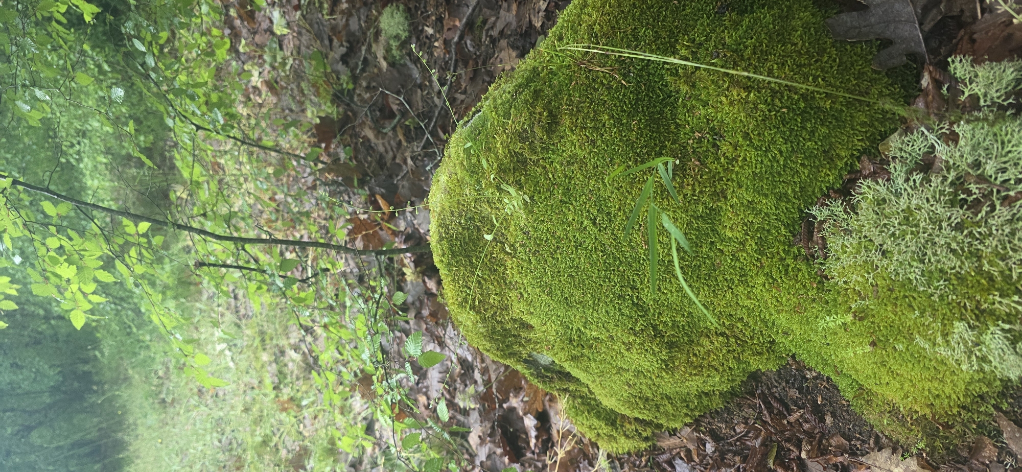 The image captures a natural scene, potentially a forest floor. A large, moss-covered rock dominates the right side of the image. The moss is a vibrant green. To the right edge of the rock, there is a patch of lichen with a lighter, grayish-green hue and a more branching structure. A small branch with green leaves extends from the left side of the image, contrasting with the brown leaves scattered around the base of the rock. The background reveals a hazy, green forest, suggesting a wooded area. There is no discernible evidence to confirm a location in Chernitsa, Bulgaria from the provided image alone.