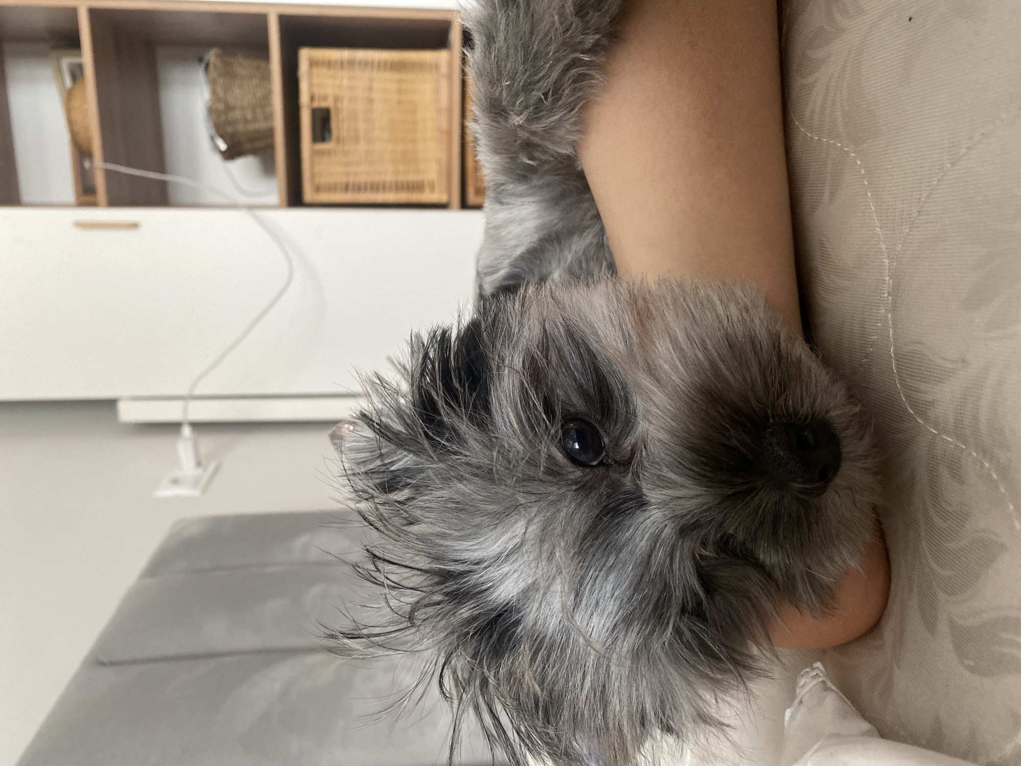 A gray Cairn Terrier-type dog rests its head on a light-skinned arm against a light-colored patterned bedsheet. The dog's head is oriented at the bottom, with its eye visible. In the blurred background, there is a white cabinet and shelves containing baskets and other objects. A white electrical cord is visible on the cabinet. There is no indication in the image that it was taken in Chaikovsky, Russia.