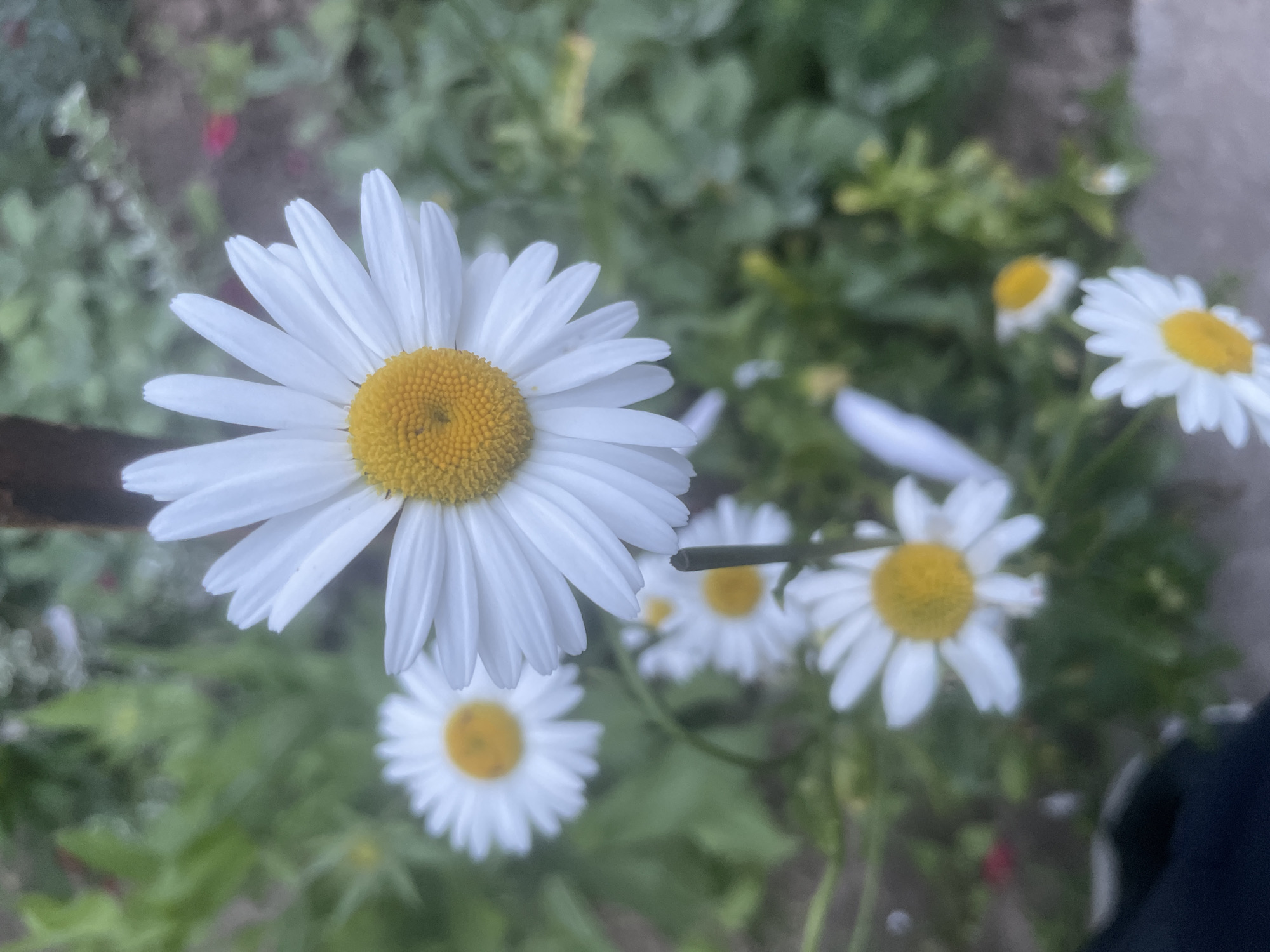 In an outdoor setting, a cluster of white daisies with yellow centers bloom against a blurred background of green foliage and hints of red. The closest daisy, positioned in the upper center, is in sharp focus, showcasing its delicate white petals radiating from a textured yellow disk. Several other daisies are visible throughout the frame, varying in size and focus, with some appearing as soft blurs of white and yellow. The environment is indistinct, suggesting a garden or natural landscape, and the lighting appears soft and natural, likely daylight. No people or specific urban landmarks are identifiable.