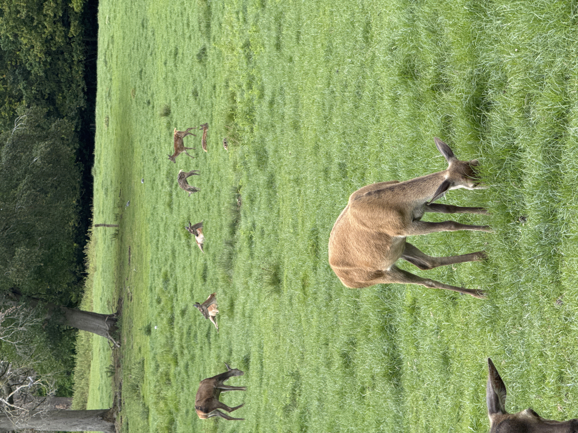 This image depicts a herd of deer inhabiting a vast, verdant grassy field under an overcast sky in Unknown, Unknown. In the immediate foreground, the partial head and ear of a dark brown deer are visible on the lower left. Centrally positioned in the lower midground, a light brown deer grazes with its head down. Further back, on the left side of the midground, another dark brown deer is actively grazing. To its right, two lighter brown deer are observed lying down in the grass. In the upper midground, a small, spotted fawn is lying down, while another similar fawn and a yearling stand nearby. A total of ten deer are discernable within the frame, with seven clearly visible, performing actions of grazing or resting. The background features several mature trees with sparse foliage and a dense line of a dark green forest along the horizon. The entire ground plane is covered by green grass, with occasional patches of taller vegetation. The lighting is diffused, indicating an absence of direct sunlight.