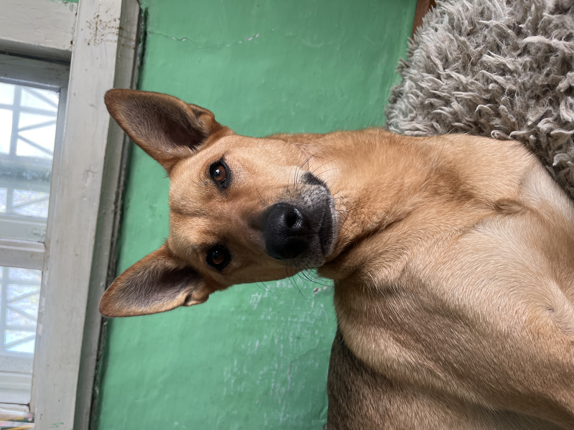 A medium shot captures a tan-colored dog with prominent ears, looking directly at the camera. The dog is lying down on a grey, shaggy rug. Behind the dog, a vibrant green wall is visible, with a portion of a white-framed window above it. The lighting is natural, suggesting an indoor setting. There are no people in the image. The scene appears to be a domestic interior. This image was captured in Nizhny Tagil, Russia.