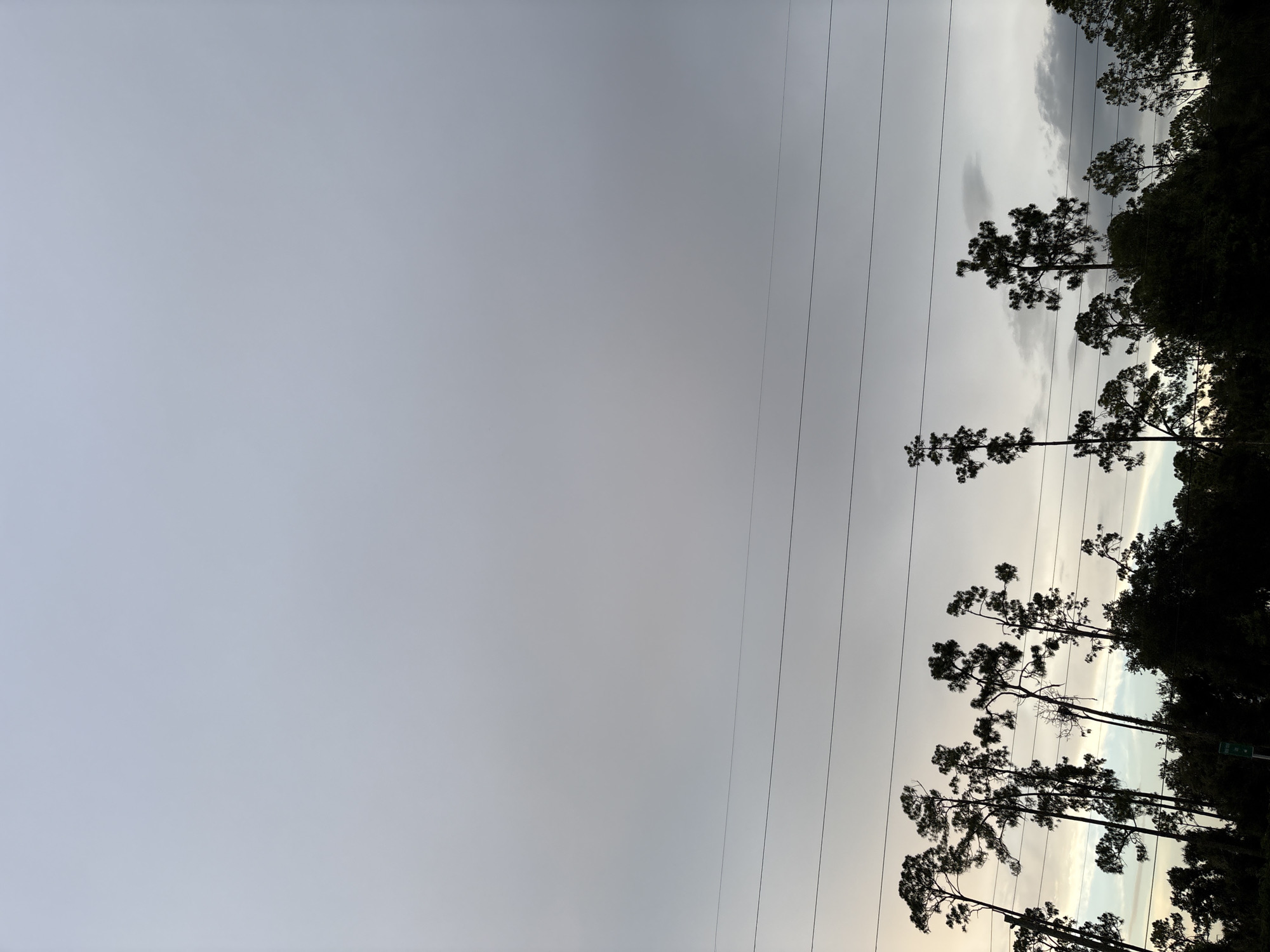 A silhouetted line of tall, thin pine trees stretches across the lower third of the frame, their branches reaching upwards towards a vast, overcast sky. Several power lines are strung horizontally across the image, intersecting the trees and the sky. The sky is a gradient of pale gray, with hints of muted colors suggesting either dawn or dusk. The overall scene evokes a sense of quiet and stillness, with the natural elements of the trees and sky dominating the composition. The image appears to have been taken outdoors, likely in a natural or semi-natural setting, possibly on the outskirts of Bradenton, Florida, given the commonality of pine trees in the region. There are no people or animals visible in the image.