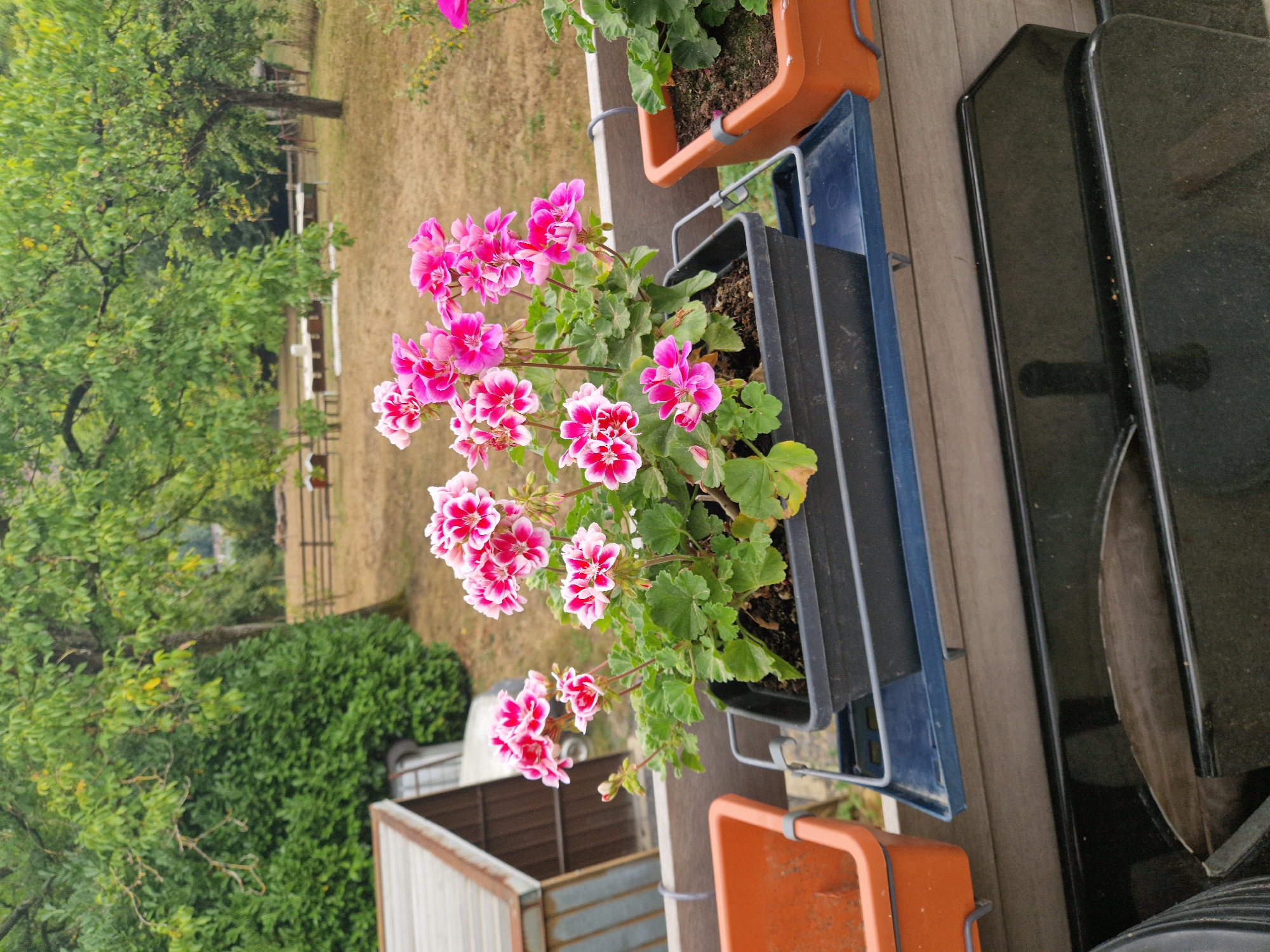 The image shows a close-up view of a planter filled with vibrant pink and white geraniums. The planter is black and is sitting on a blue plastic tray. To the left of this planter is an orange planter. The planters are on a wooden railing, which appears to be part of a balcony or terrace. In the background, out of focus, is a yard with dry grass, trees, and a small wooden structure. The scene is outdoors, under natural light. The location is identified as Waulsort, Belgium.