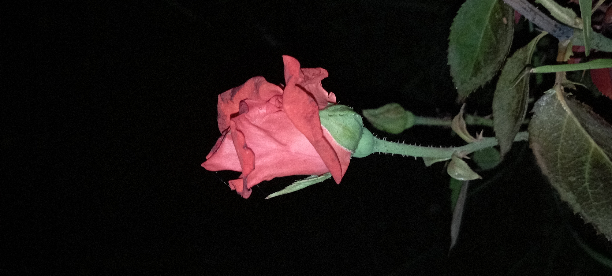A close-up, low-angle shot captures a single, partially opened pink rose against a dark, out-of-focus background, suggesting it was taken at night. The rose is the primary subject, positioned slightly off-center to the right, with its petals unfurling, revealing a soft, velvety texture. A few fine strands of spiderweb are visible clinging to the upper petals. The rose's stem is visible, covered in small, sharp thorns, and a green bud is positioned below the bloom, hinting at future growth. Several dark green leaves, some with dew drops, are present in the foreground and lower portion of the image, adding depth and texture. The overall lighting is dim, creating a dramatic and intimate mood, with the rose softly illuminated. There are no people or actions depicted in the image. The location in Radisne, Ukraine is not discernible from the visual information.