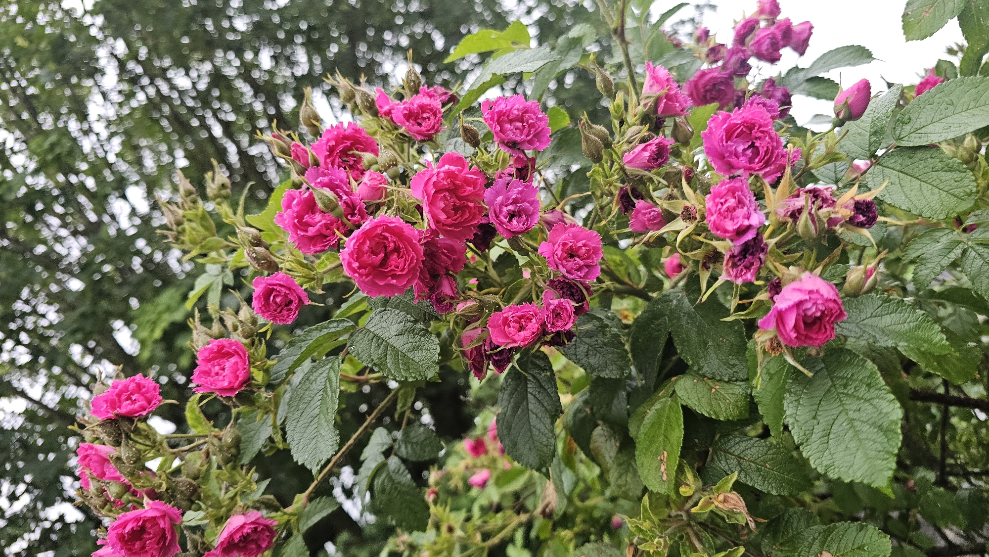 The image captures a close-up view of a vibrant bush laden with numerous small, intensely pink roses. The roses, appearing in shades of fuchsia or magenta, are predominantly in full bloom, showcasing dense clusters of ruffled petals. Many rose buds are also visible, some still tightly closed and others just beginning to unfurl, adding to the lushness of the plant. A few of the older blooms exhibit withered or darker petals, indicating different stages of the flowering cycle.
The dark green leaves of the rose bush are prominent, with visible veins and a slightly wet appearance, suggesting recent rain or morning dew. The foliage provides a rich contrast to the bright pink flowers. The background is softly blurred, creating a bokeh effect with indistinct shapes of lighter green and white, likely representing distant trees or the sky filtered through more foliage. This out-of-focus background keeps the focus firmly on the roses in the foreground.
No specific activity or event is taking place; the image is a still life of nature. The natural lighting suggests it is daytime, possibly an overcast day or a shaded area, given the diffused quality of the light. There are no people, animals, or man-made objects other than the plant itself. No visible text is present in the image. The scene conveys a sense of natural beauty and the abundance of flora, set in an outdoor environment such as a garden or natural landscape in Philippeville, Belgium.