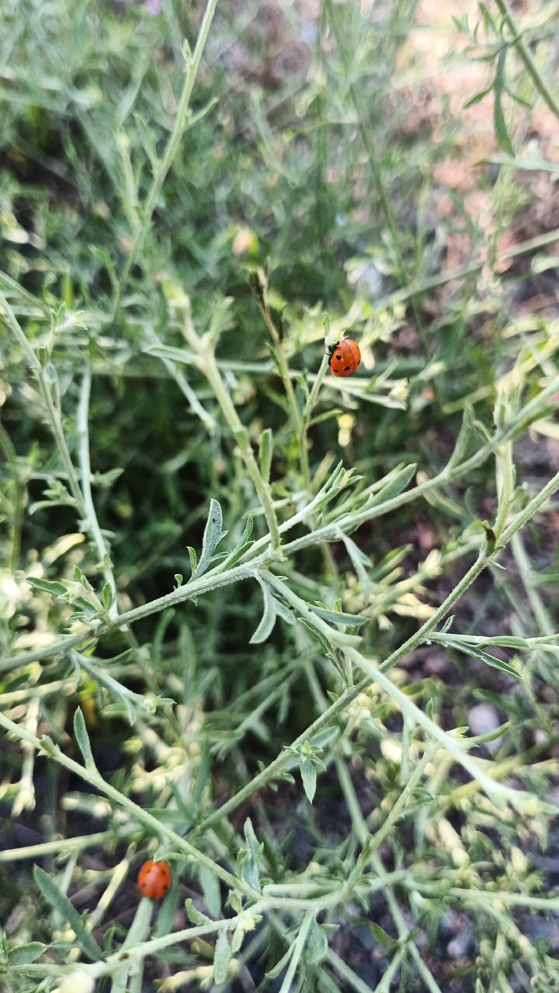 A close-up, vertical shot captures two ladybugs on pale green, feathery vegetation in an outdoor environment, likely Kryvyi Rih, Ukraine. One ladybug, red with black spots, is perched on a thin stem near the top right of the frame. Another similar ladybug is located lower and to the left, also on a stem. The background consists of more of the same foliage and a blurred, pebbly surface, suggesting a garden or natural setting. The lighting is soft and natural, highlighting the details of the insects and plants.