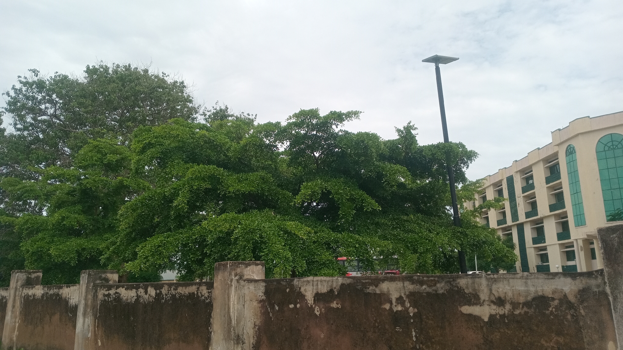 This media file captures an outdoor scene, likely during the day, with an overcast sky suggesting potentially cloudy or rainy weather. The foreground is dominated by a weathered, concrete wall, showing signs of age and staining. Behind the wall, a dense cluster of lush green trees takes center stage, their branches forming a thick canopy.
To the right of the trees, a modern building with a light-colored facade and green-tinted windows rises. The building appears to be several stories high, with a repeating pattern of balconies or windows. A tall, dark lamppost with a solar panel on top stands prominently between the trees and the building, indicating it's an outdoor public space or campus.
There are no people visible in the frame. The overall impression is one of a serene, possibly institutional or educational setting, where nature and architecture coexist. The time of day appears to be daytime, given the ambient light, but the overcast sky prevents strong shadows. No text is visible in the image.