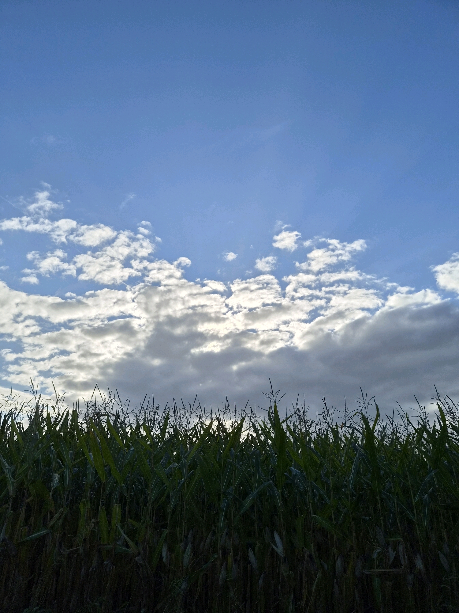 The image depicts a vast cornfield under a partially cloudy sky. The corn stalks, tall and verdant, fill the lower half of the frame, their leaves catching the light in varying shades of green and darker tones. Above the corn, the sky transitions from a clear, bright blue at the top to a band of white and grey clouds. The clouds are illuminated from behind, suggesting the sun is either rising or setting, casting a soft glow through them. The scene appears to be located in an open, rural area, consistent with the agricultural landscape of Schiffdorf, Germany. There are no people or discernible human activity present in the image. The environment is natural and serene, dominated by the textures of the corn and the dynamic interplay of light and cloud in the sky.