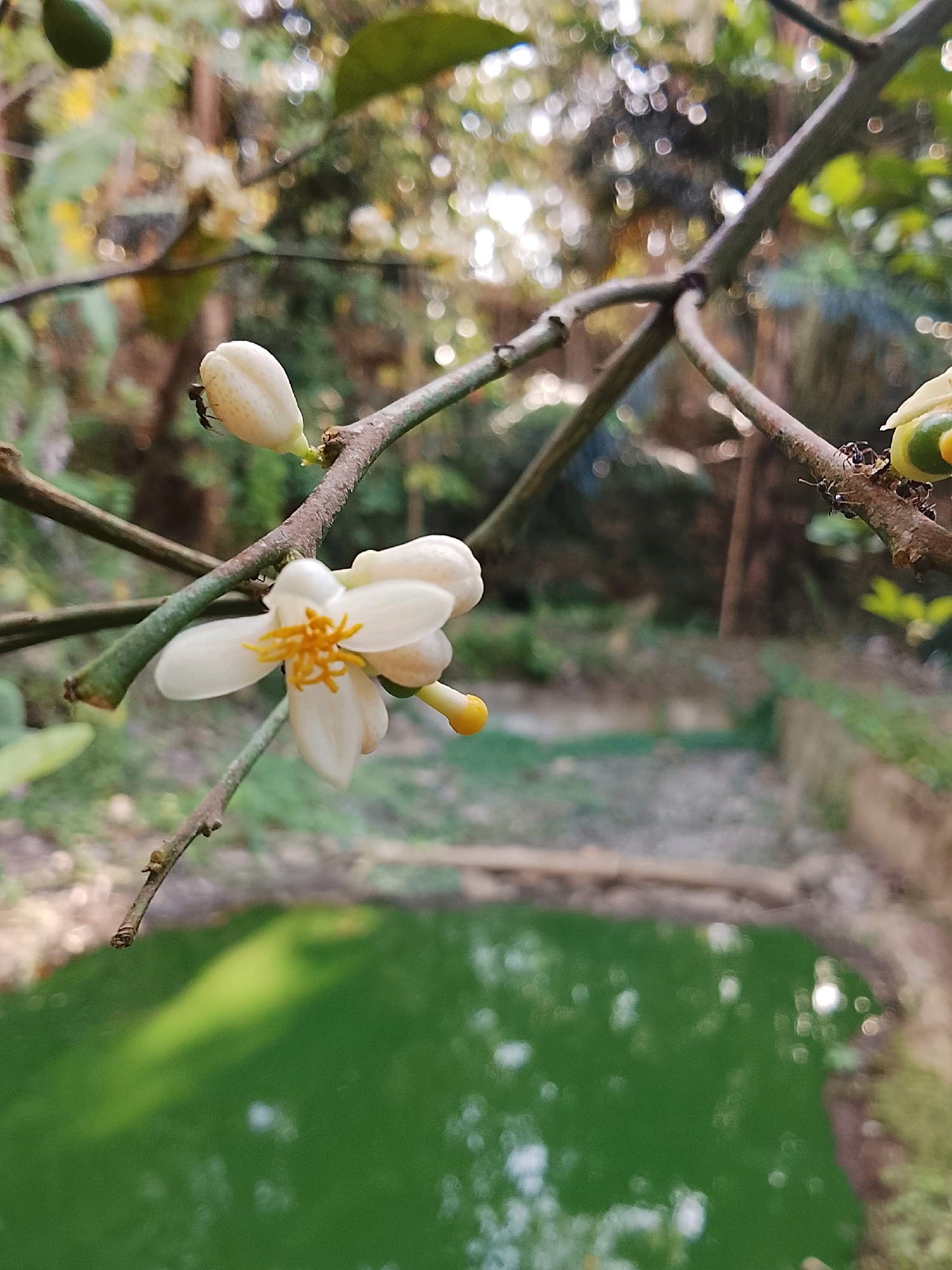 A close-up, eye-level, vertical shot captures a white citrus blossom with yellow stamen on a branch. In the background, out of focus, is a body of green water, likely a pond or pool, with dappled sunlight reflecting on its surface. The surrounding environment is natural and leafy, with blurred trees and foliage. A small ant is visible on a developing bud near the blossom. The overall scene appears to be outdoors, possibly in a garden or natural setting within Kertahayu, Indonesia.