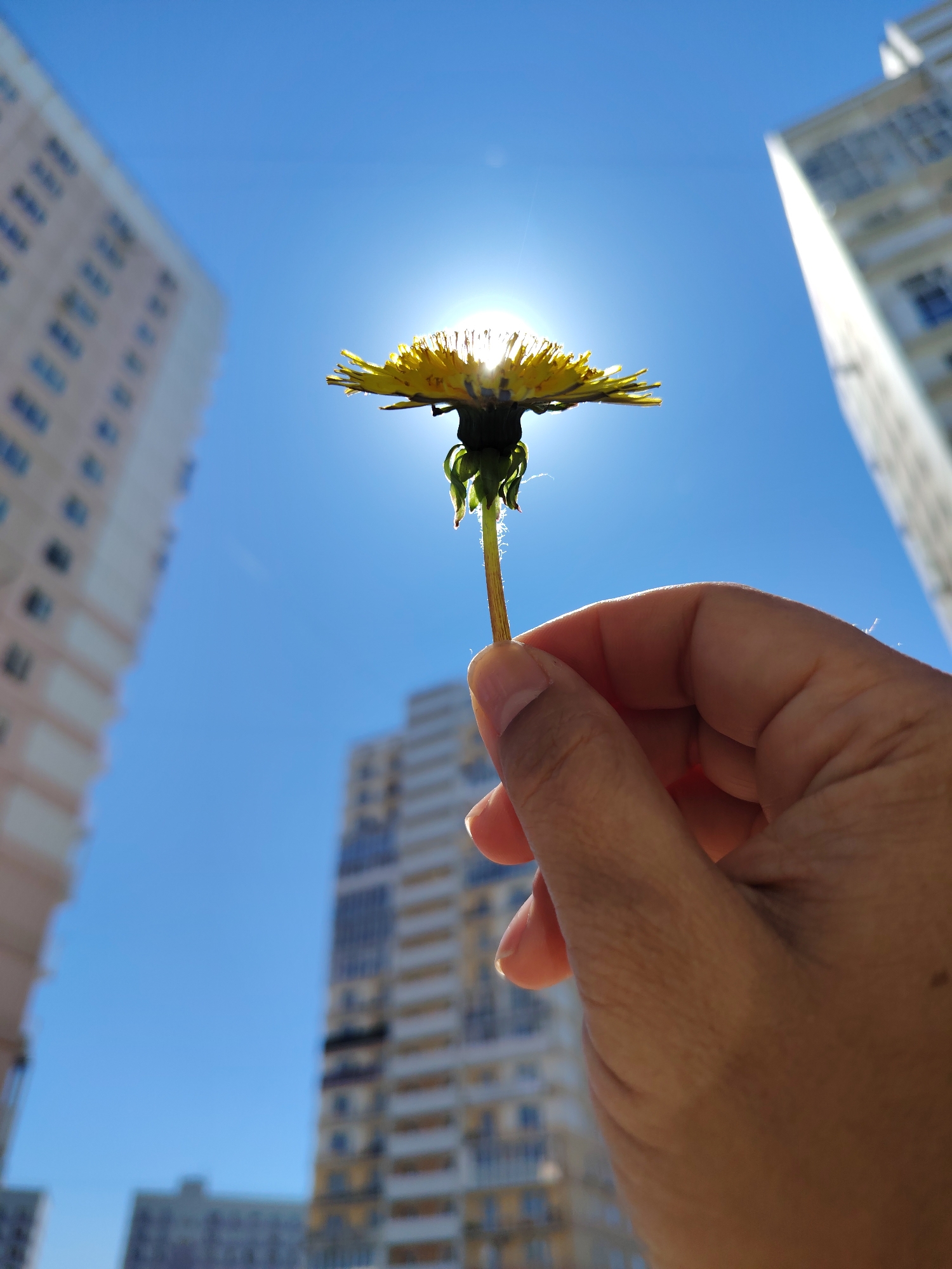A low-angle, eye-level shot captures a person's hand holding a single yellow dandelion flower against a bright blue sky. The sun is positioned directly behind the dandelion, creating a powerful backlighting effect. The intense sunlight shines through the petals of the flower, causing them to glow, and also produces a prominent sunburst or flare that partially obscures the dandelion's center. The hand, with its fingers gently grasping the flower's stem, is seen from below, with some parts in silhouette and other parts illuminated by the harsh light, highlighting skin textures and finger contours.
In the background, on either side of the central subject, are tall, modern high-rise buildings. These buildings appear to be residential, featuring numerous windows and balconies, and are significantly out of focus, rendering them as soft, blurred shapes. Their light colors contrast against the deep blue of the clear, cloudless sky. The overall scene suggests a sunny daytime setting, likely midday, in an urban or densely populated suburban environment. The image emphasizes the delicate beauty of nature (the dandelion) set against a man-made backdrop, bathed in the strong, natural light of the sun. There is no visible text in the image.
