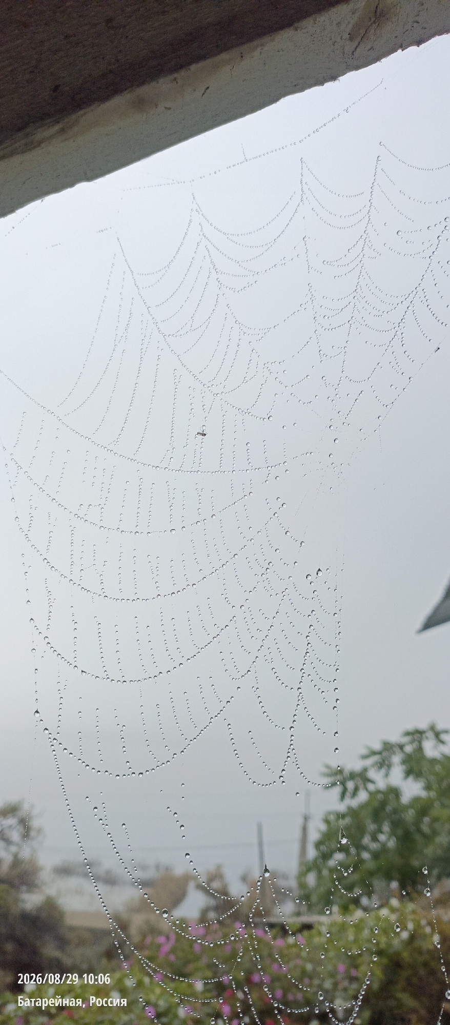 An outdoor, low-angle, full shot captures a dew-covered spider web against a hazy, overcast sky. The web is the primary subject, with numerous tiny water droplets clinging to its threads, creating a delicate, beaded appearance. The web is suspended from an unseen structure at the top of the frame, which is partially visible as a rough, wooden beam. In the background, out of focus, are hints of greenery, including trees and flowers, suggesting a garden or natural setting. The bottom left corner of the image displays text in white, reading "2026/08/29 10:06" and "Батарейная, Россия" (Bataireinaya, Russia). The overall atmosphere is damp and cool, indicative of morning dew or recent rain.