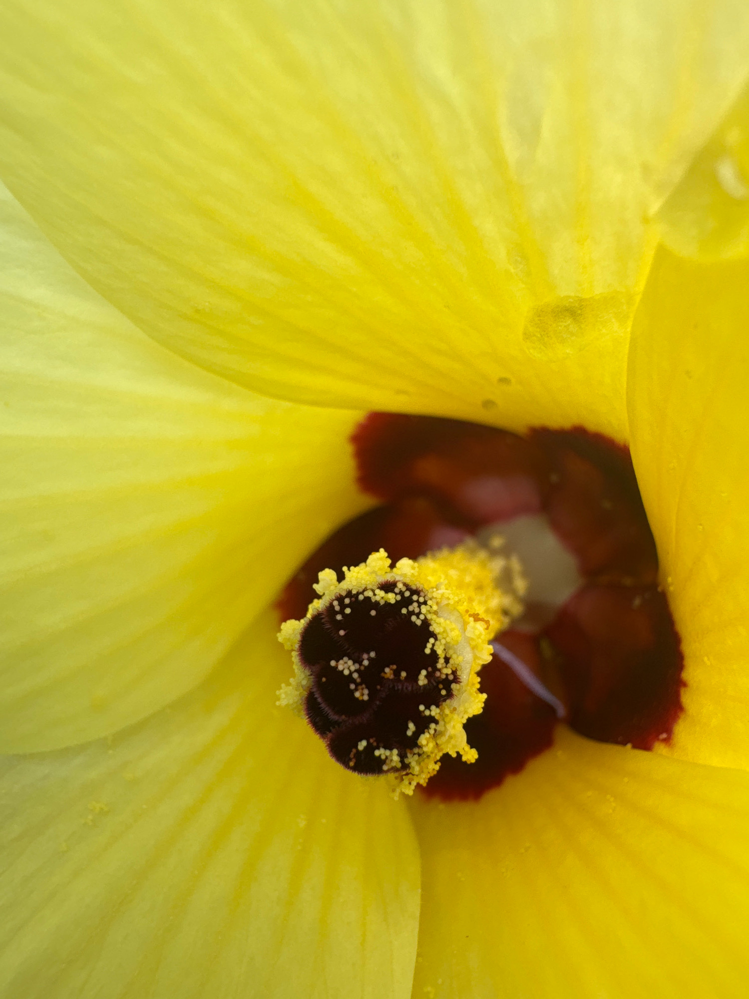 A close-up macro shot of the center of a yellow hibiscus flower. The stamen is covered in yellow pollen, and the pistil is a deep maroon. The petals are a vibrant yellow with subtle vein patterns. The background is softly blurred, allowing the flower to be the sole focus. There are no people or animals visible in the image, and the environment appears to be natural, with no man-made structures or urban elements present.